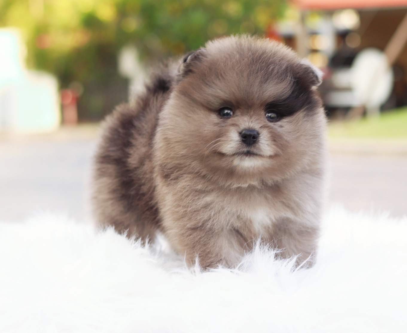 ปอมเมอเรเนียน เพศผู้สีเมอร์เร่