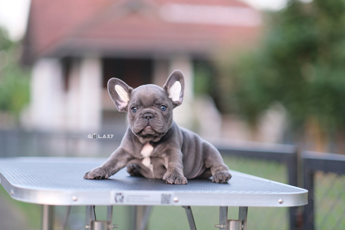 เด็กชาย สีบลู (ตาสีฟ้าหายาก) หุ่นสวย หน้าใหญ่ กระดูกใหญ่ เกิดจากพ่อแม่นำเข้า สนใจติดต่อได้เลยค่ะ สีนี้เด่นแน่นอนค่า