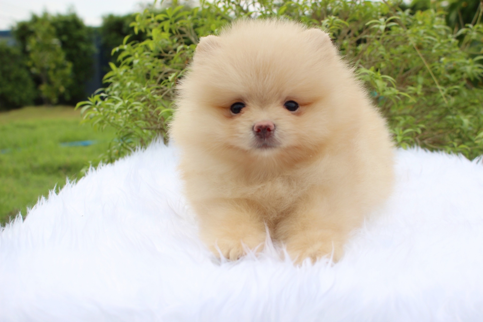 ปอมเมอเรเนียน เพศผู้ครีม