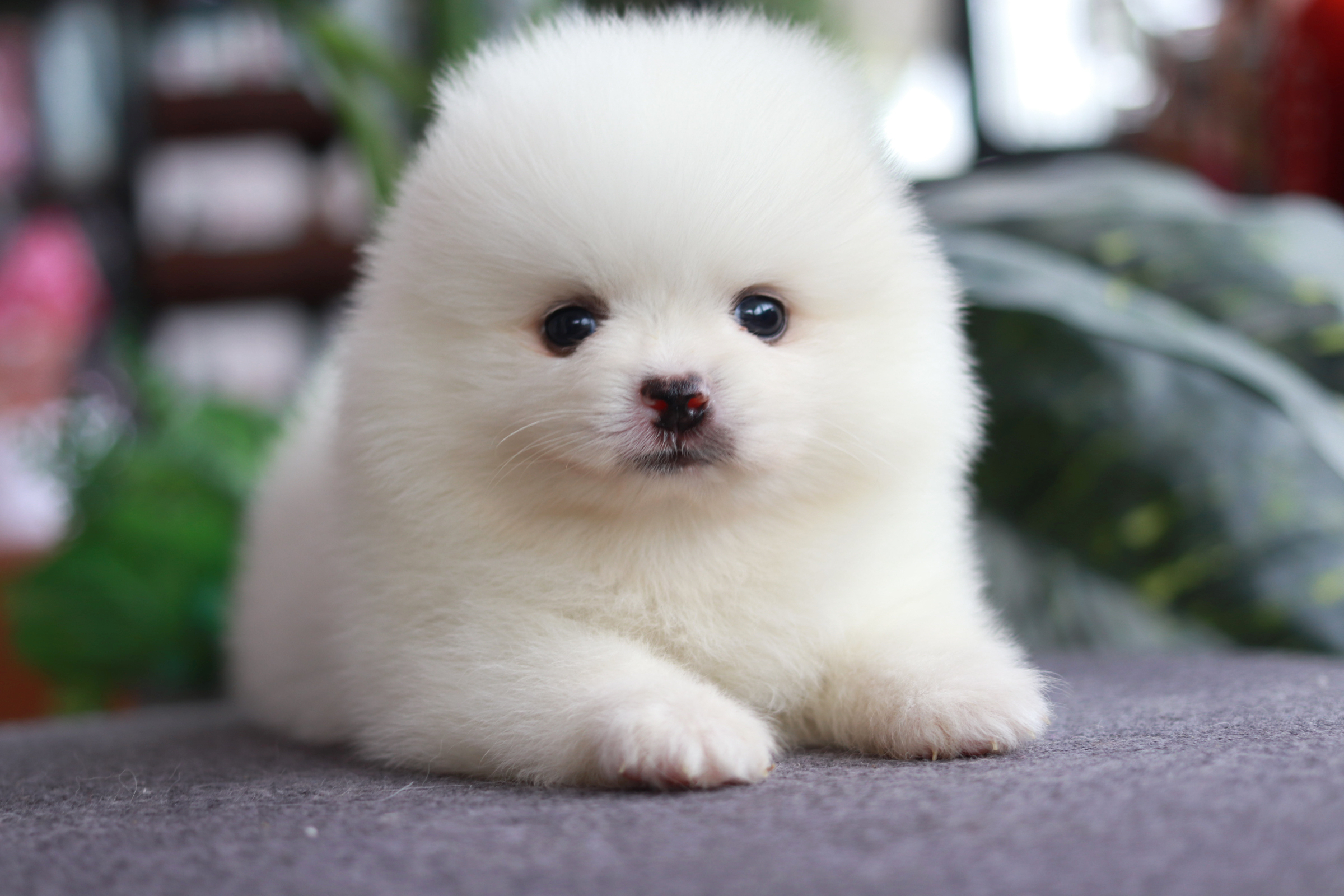 ปอมเมอเรเนียน เพศเมีย