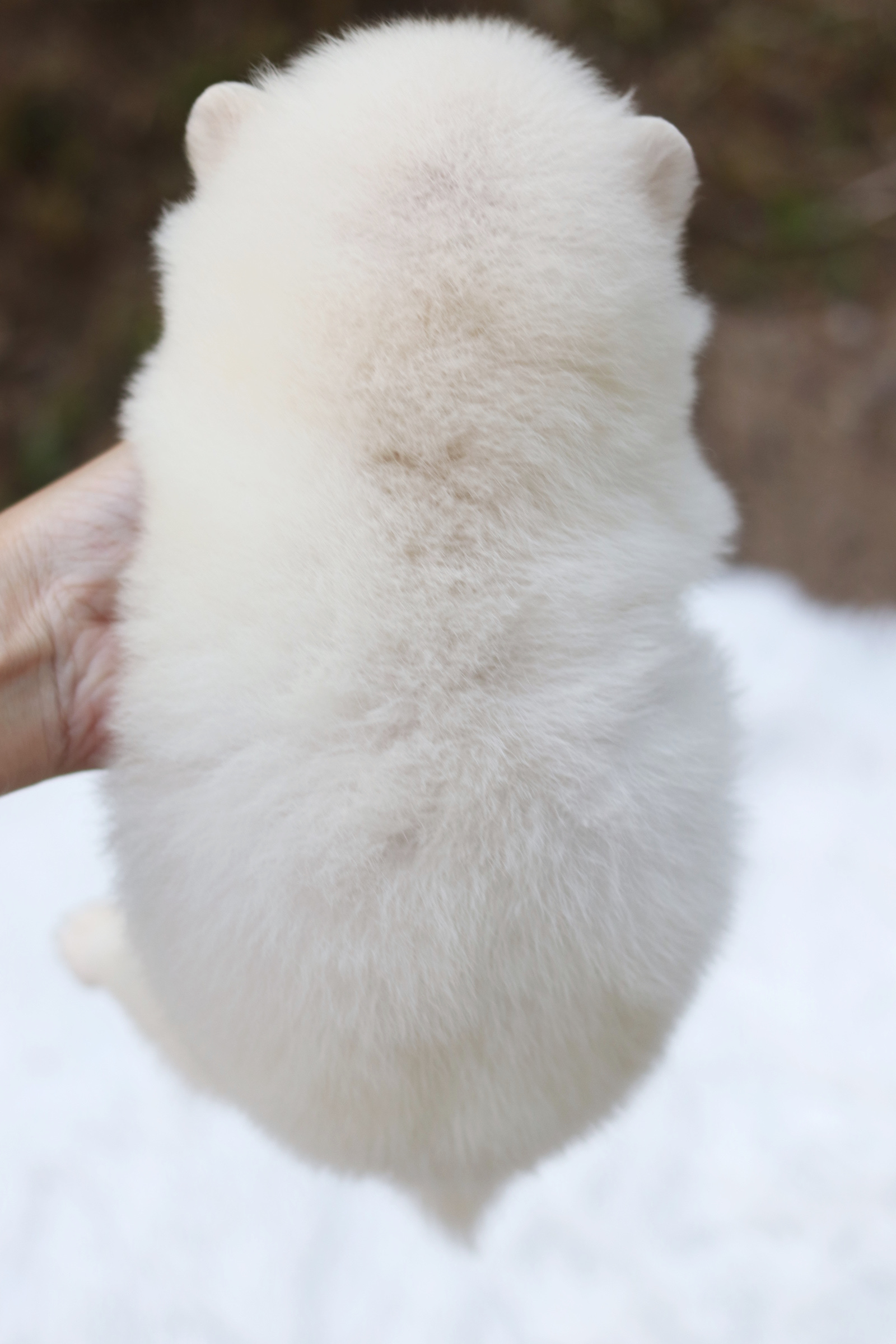 ปอมเมอเรเนียน เพศผู้ สีขาวครีม