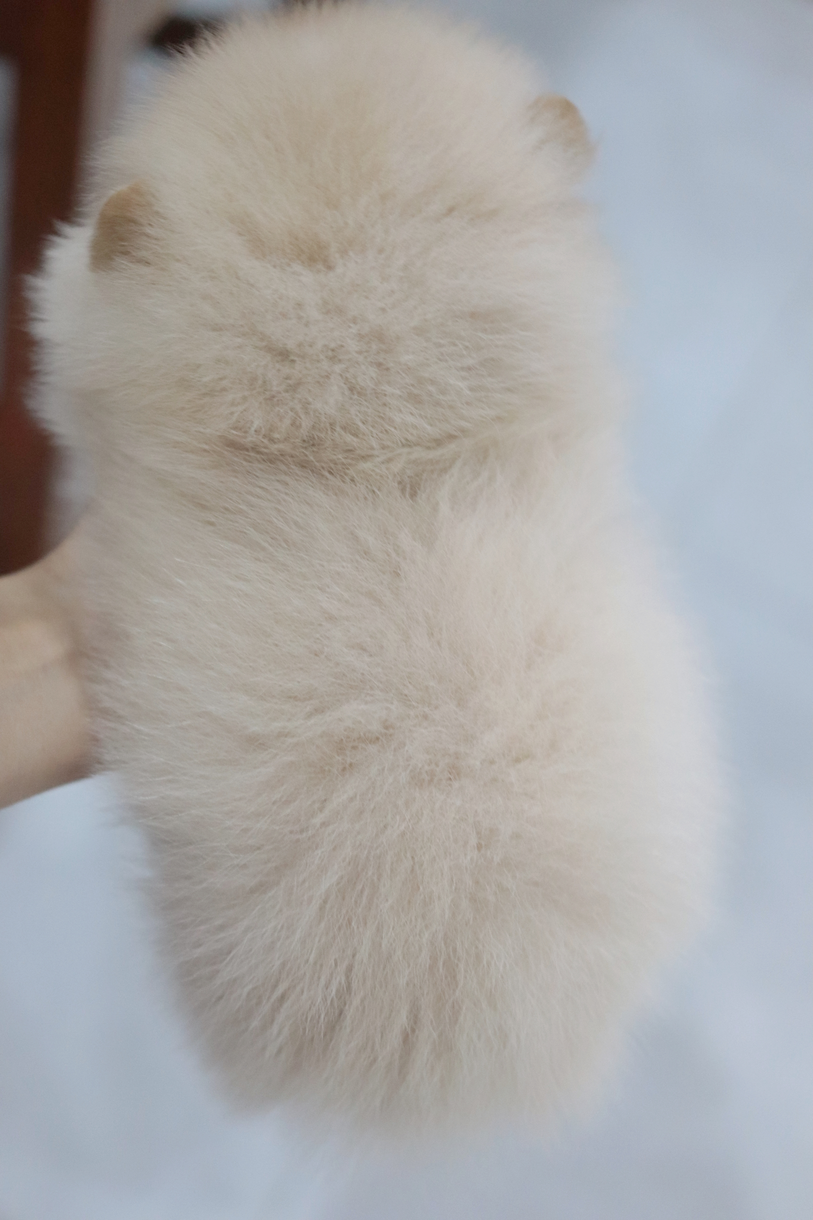 ปอมเมอเรเนียน เพศผู้ครีม