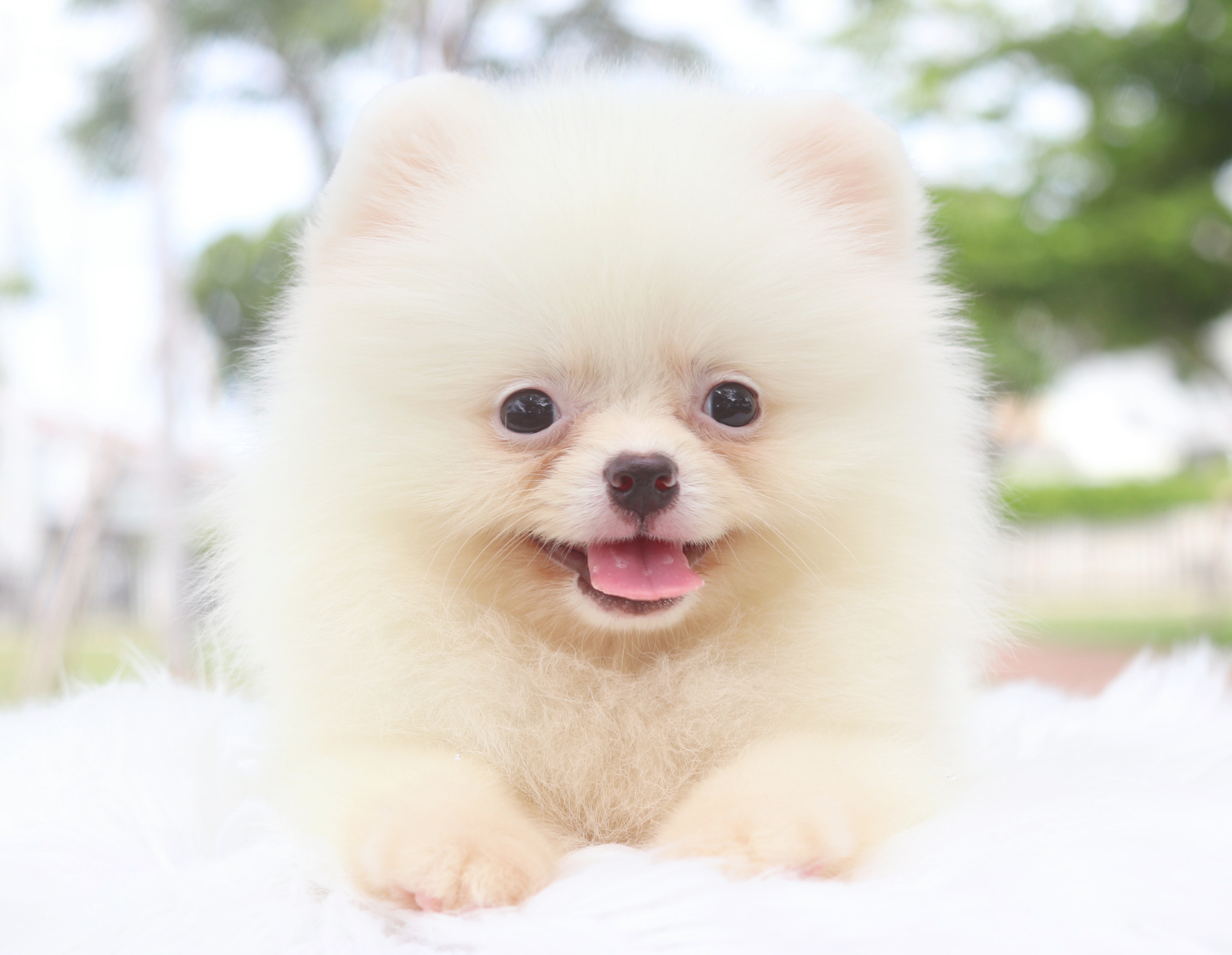 ปอมเมอเรเนียน เพศผู้สีขาว