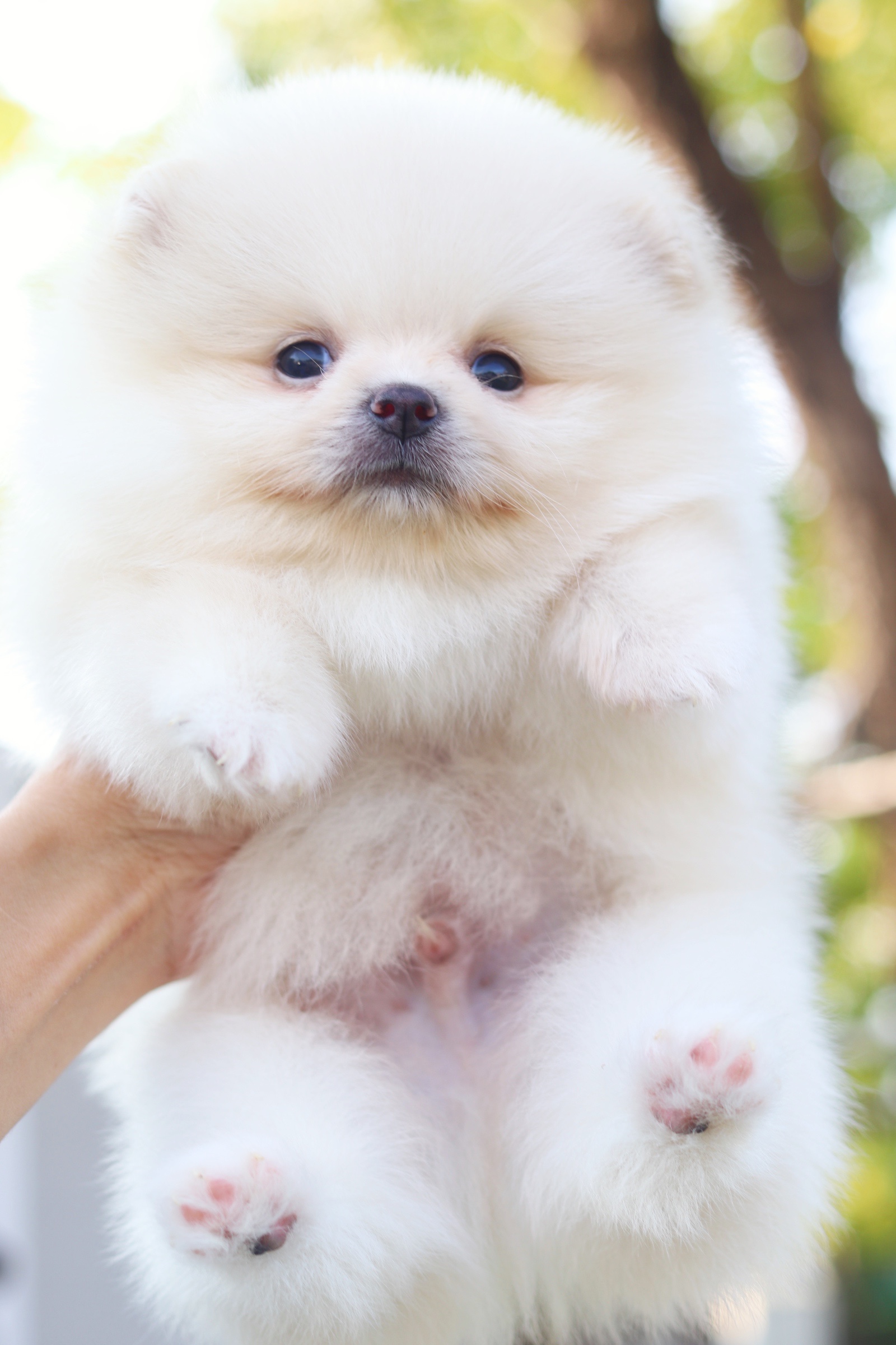 ปอมเมอเรเนียน เพศผู้ สีขาวครีม