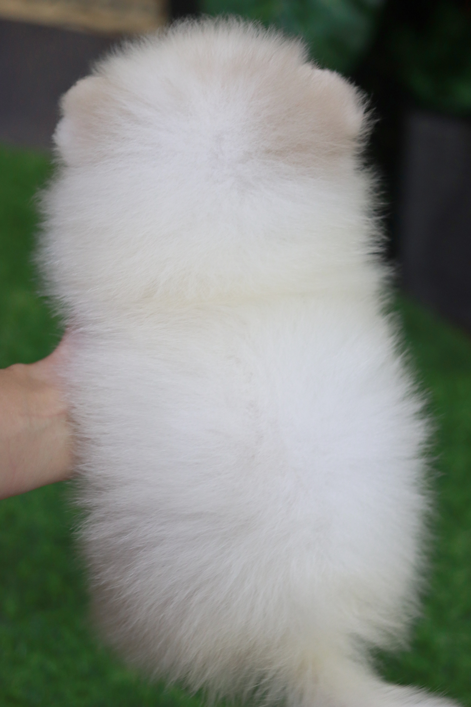 ปอมเมอเรเนียน เพศผู้สีขาว