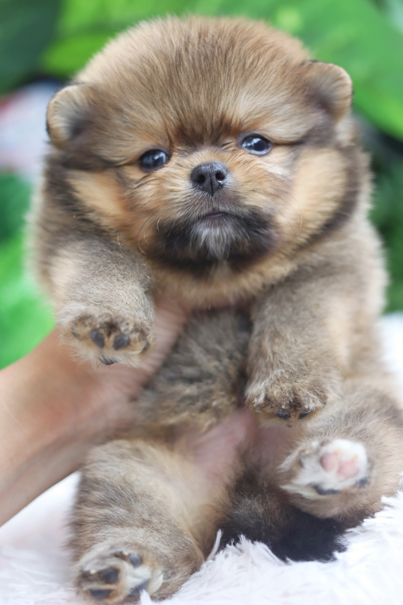 ปอมเมอเรเนียน เพศผู้สีส้ม