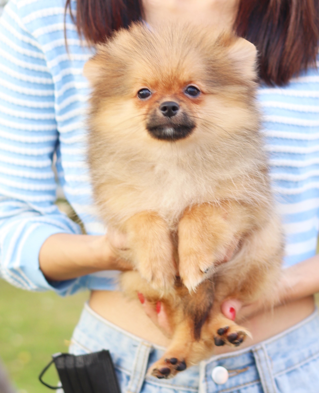 ปอมเมอเรเนียน เพศเมียสีส้ม