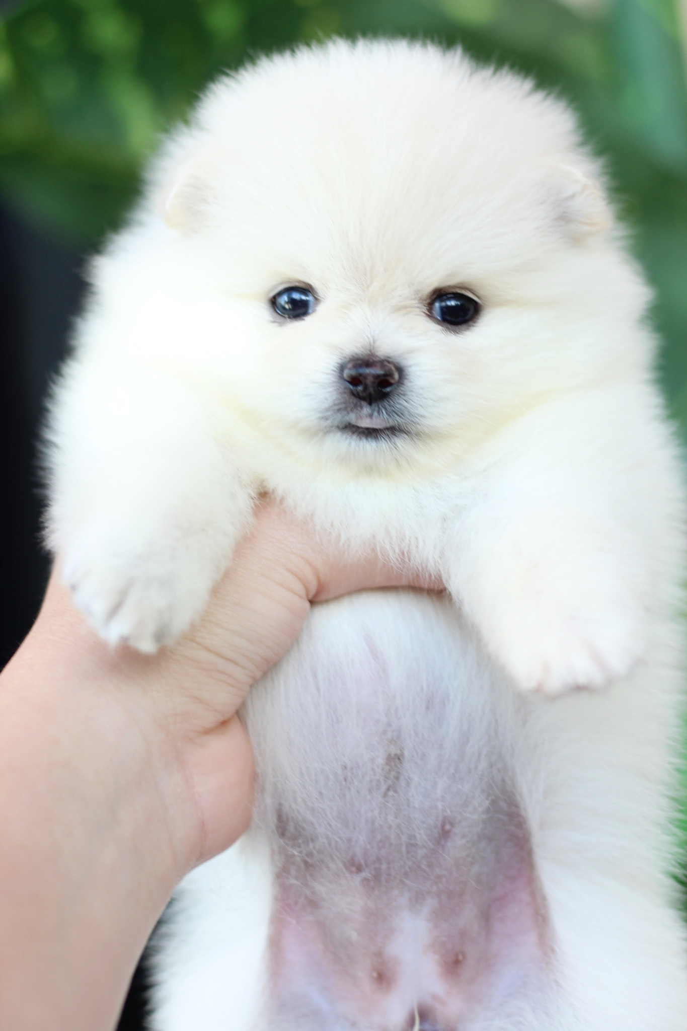 ปอมเมอเรเนียน เพศเมียขาวครีม