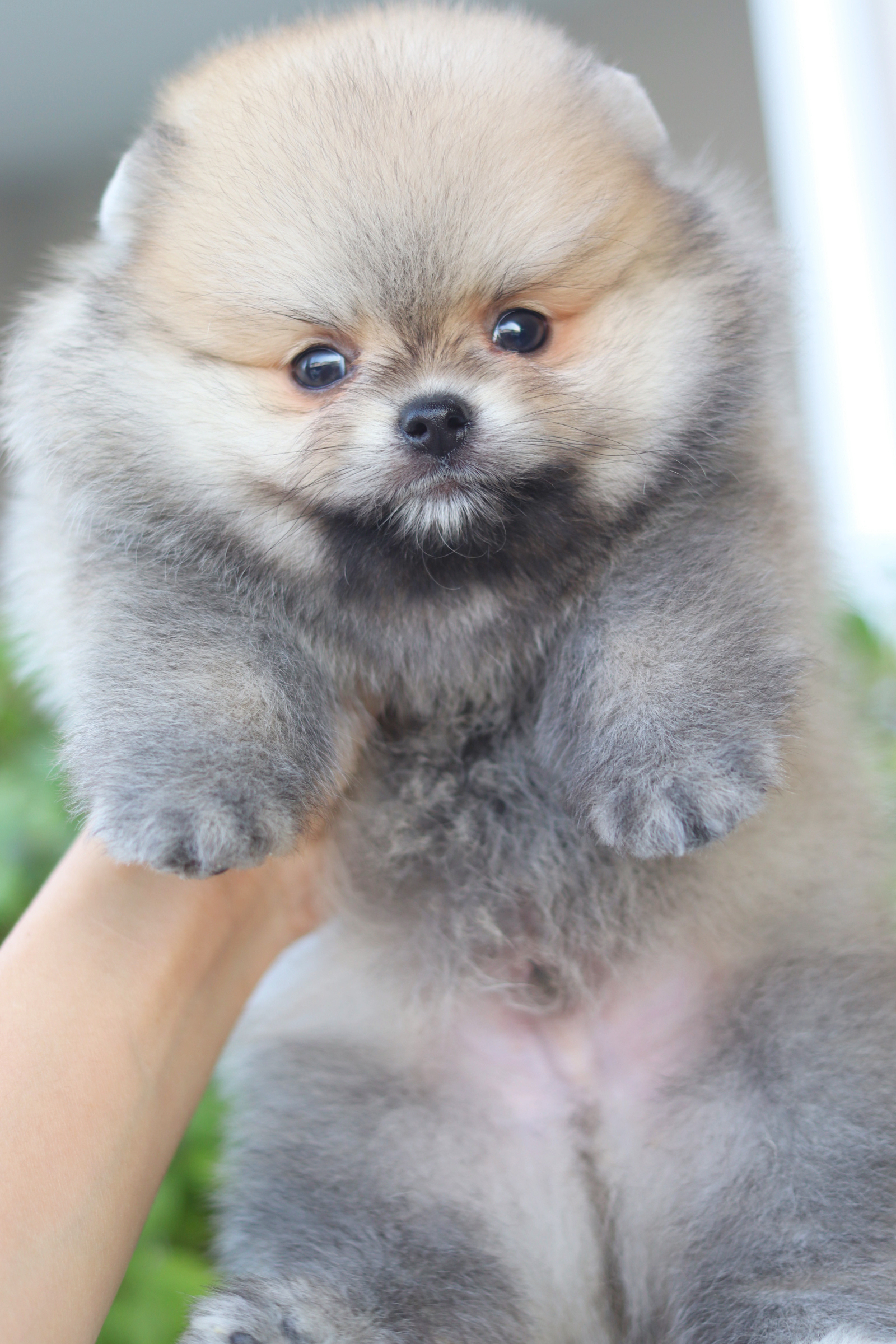 ปอมเมอเรเนียน เพศผู้สีส้ม เกรดโชว์