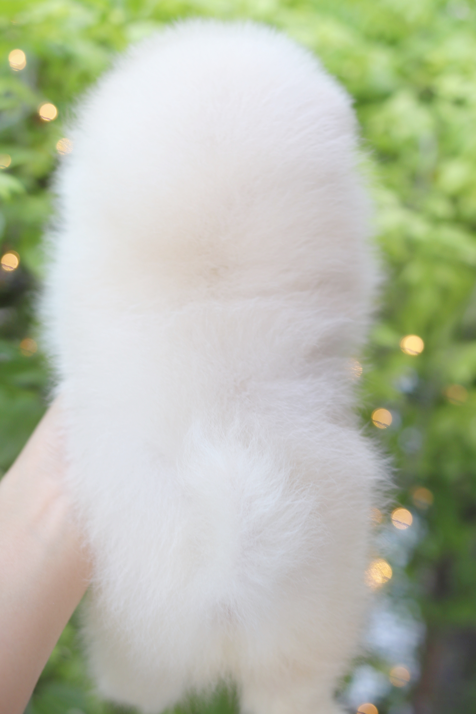 ปอมเมอเรเนียน เพศเมียสีขาวครีม