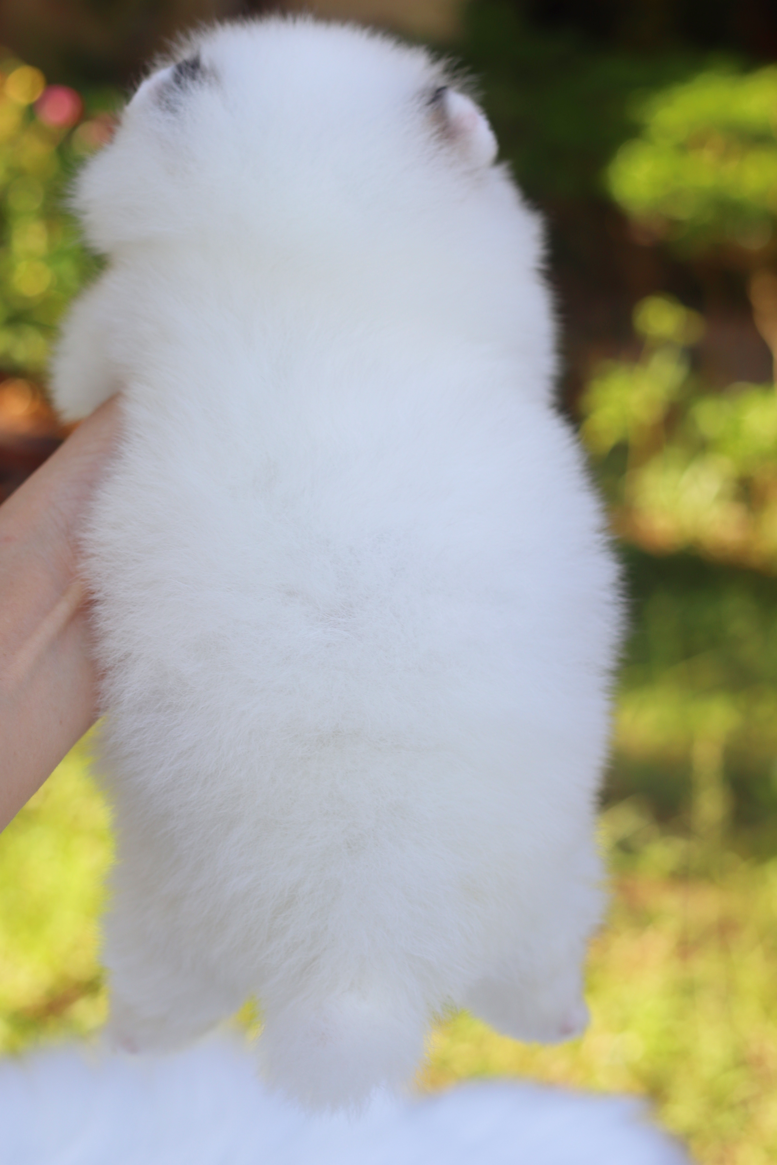 ปอมเมอเรเนียน เพศผู้สีแฟนซี