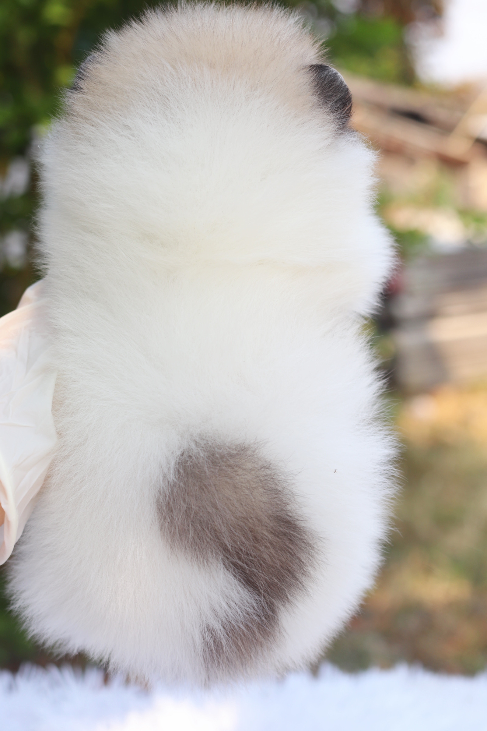 ปอมเมอเรเนียน เพศเมีย สีแฟนซี เกรดโชว์