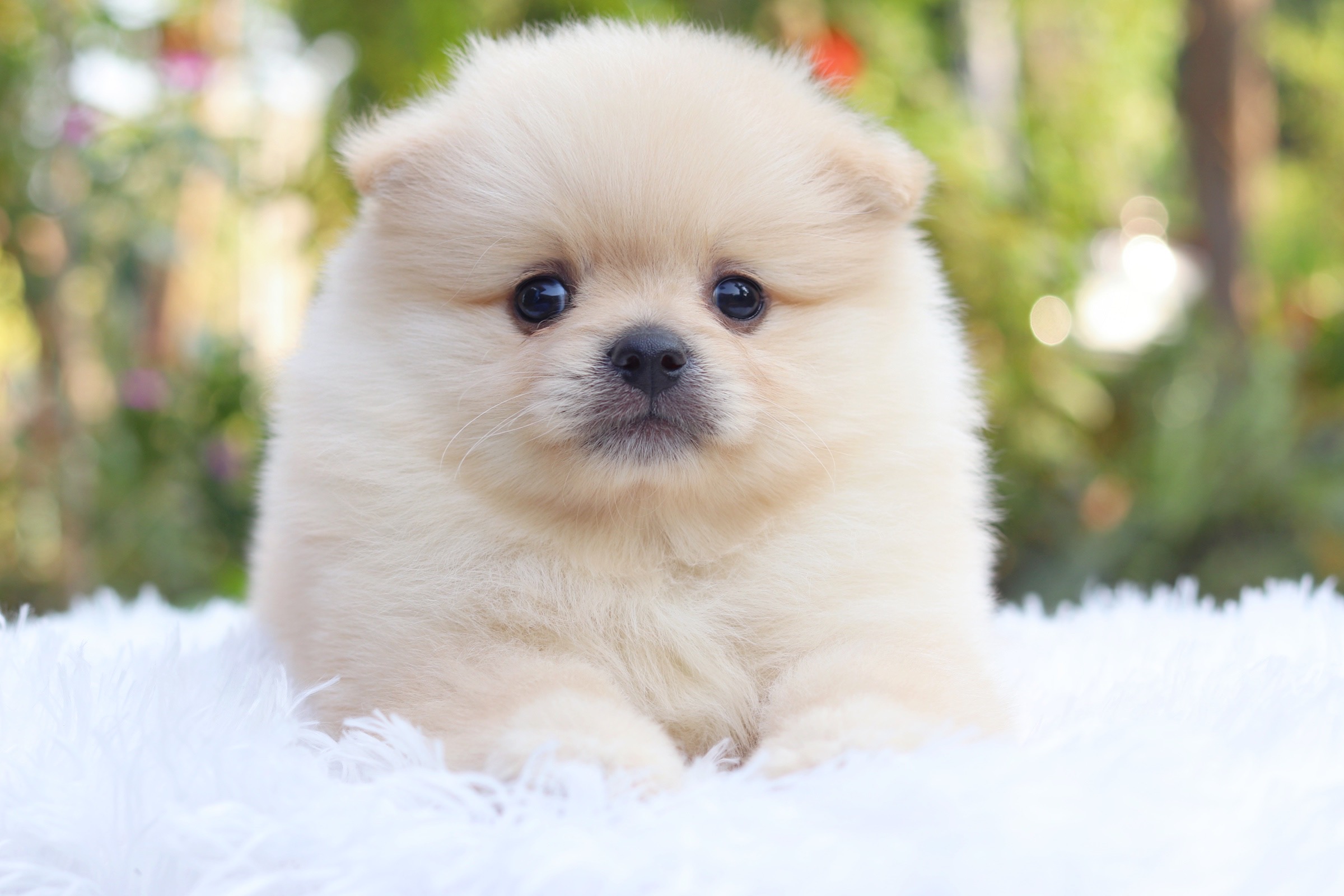 ปอมเมอเรเนียน เพศผู้ขาวครีม