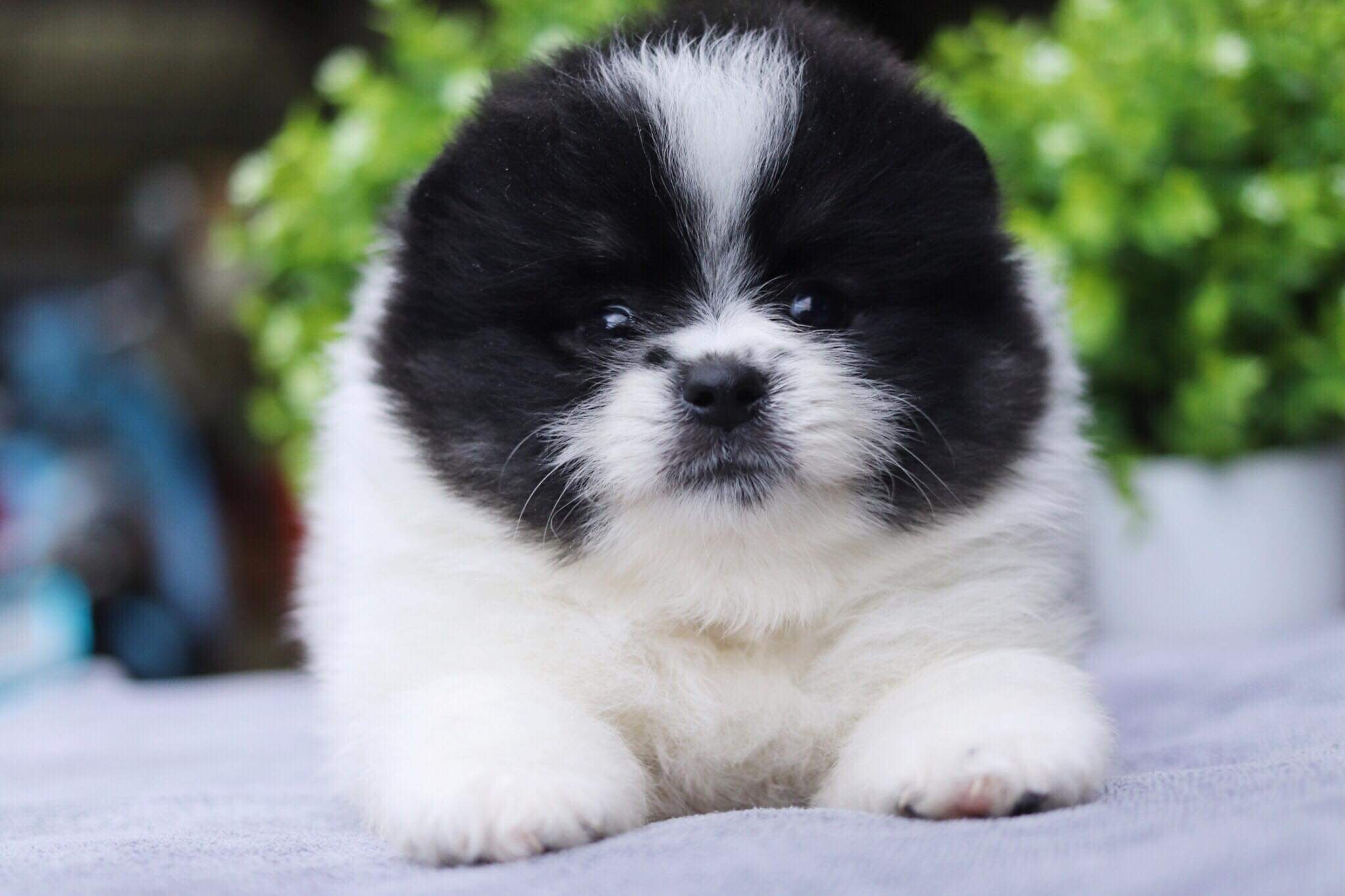 ปอมเมอเรเนียน เพศผู้