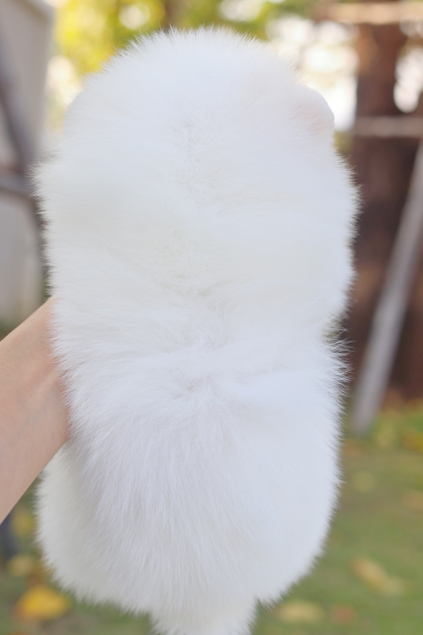 ปอมเมอเรเนียน เพศผู้ สีขาวครีมเกรดโชว์