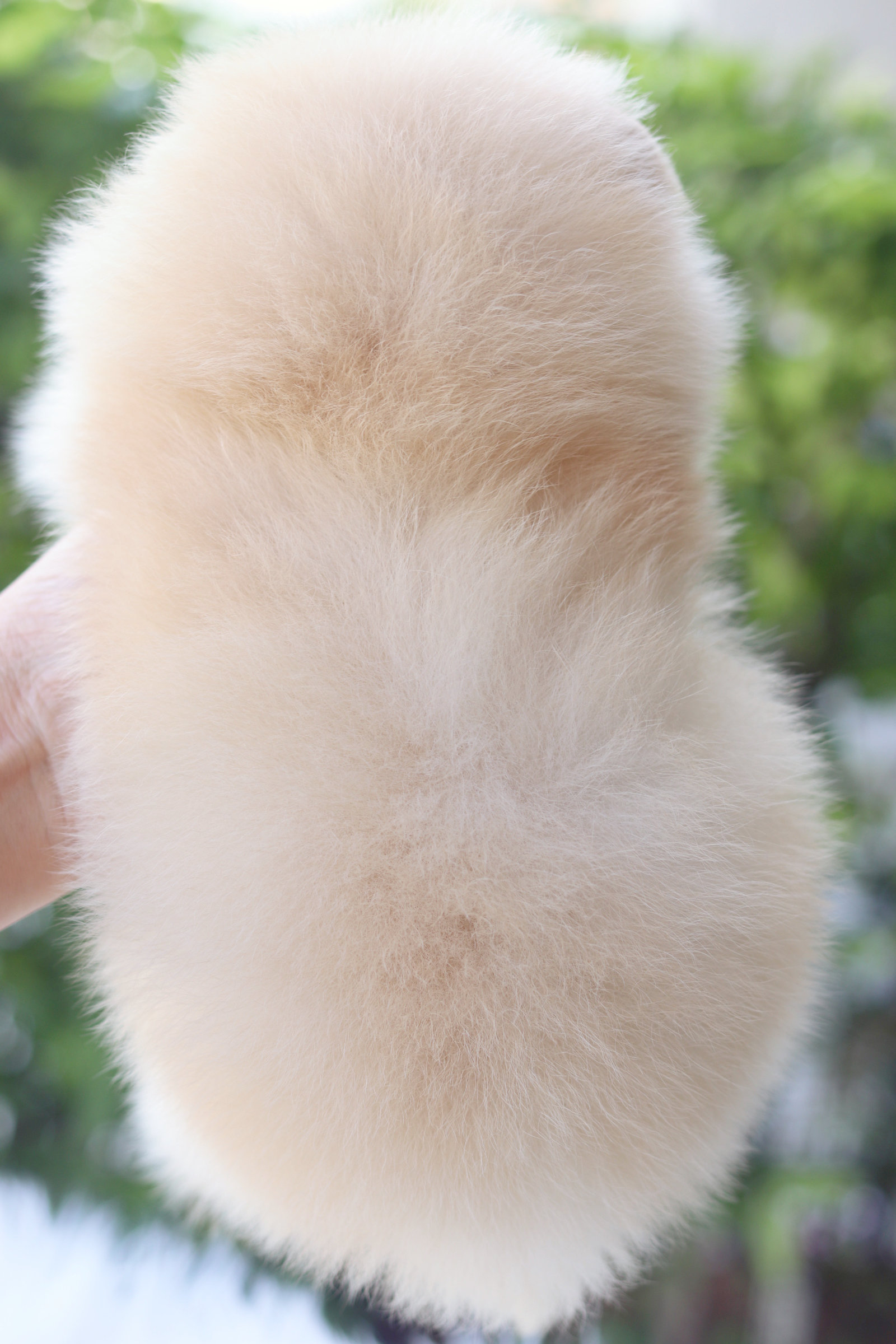 ปอมเมอเรเนียน เพศเมียสีครีม