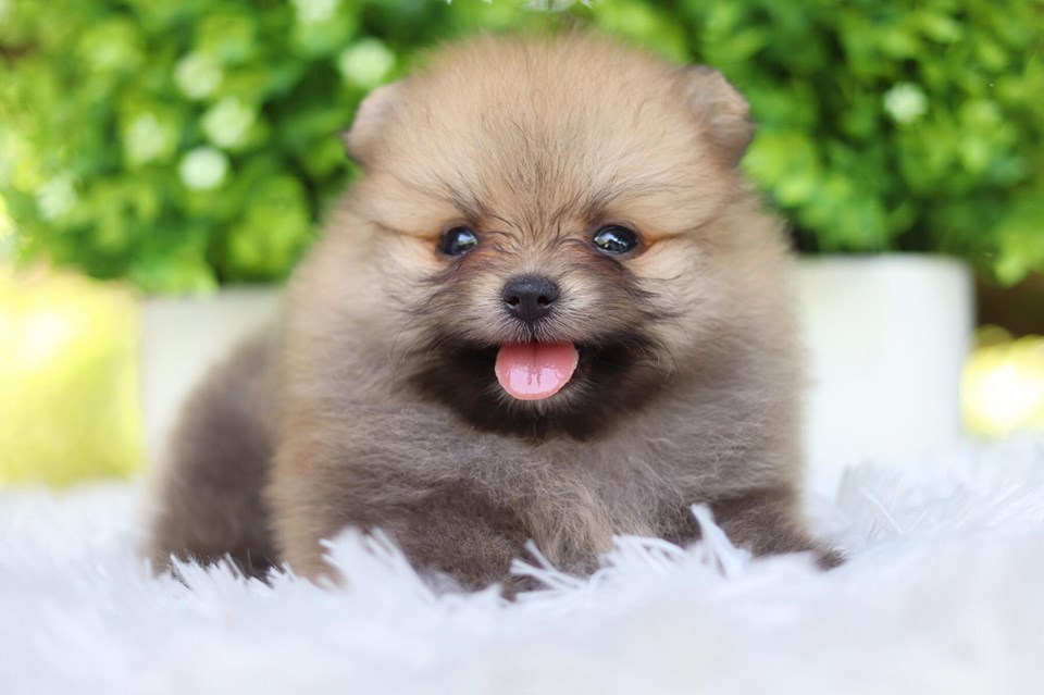 ปอมเมอเรเนียน เพศเมีย