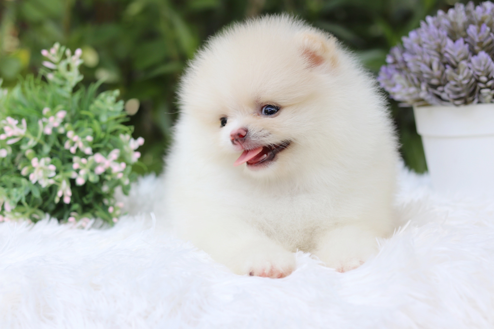 ปอมเมอเรเนียน เพศเมียขาวครีม