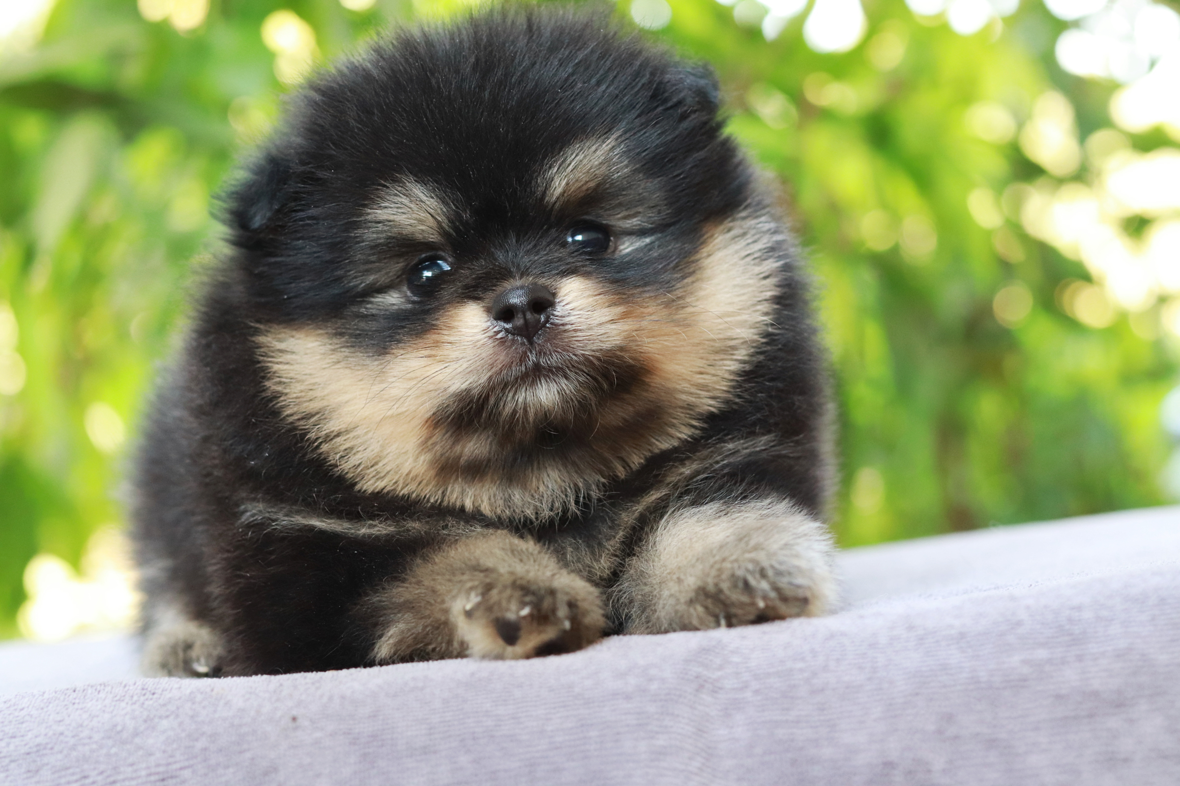 ปอมเมอเรเนียน เพศผู้