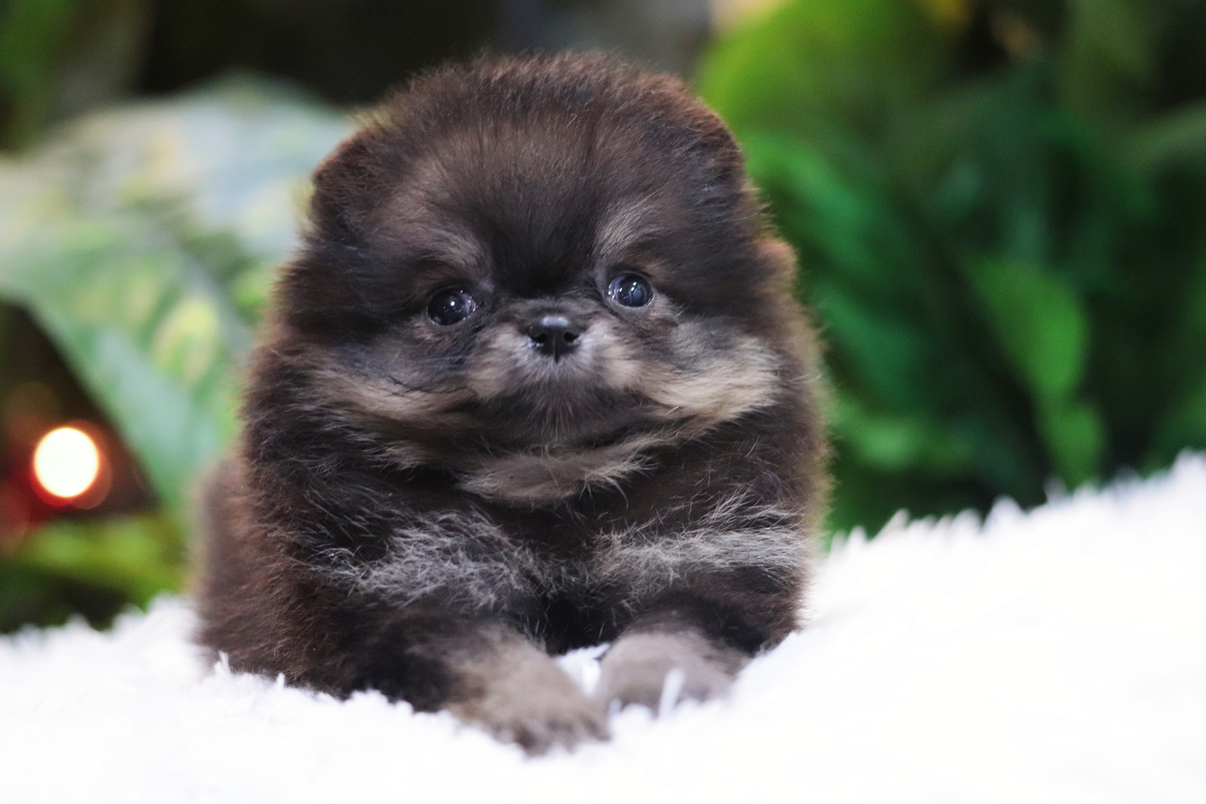 ปอมเมอเรเนียน เพศเมียแบล็คแทนทีคัพ