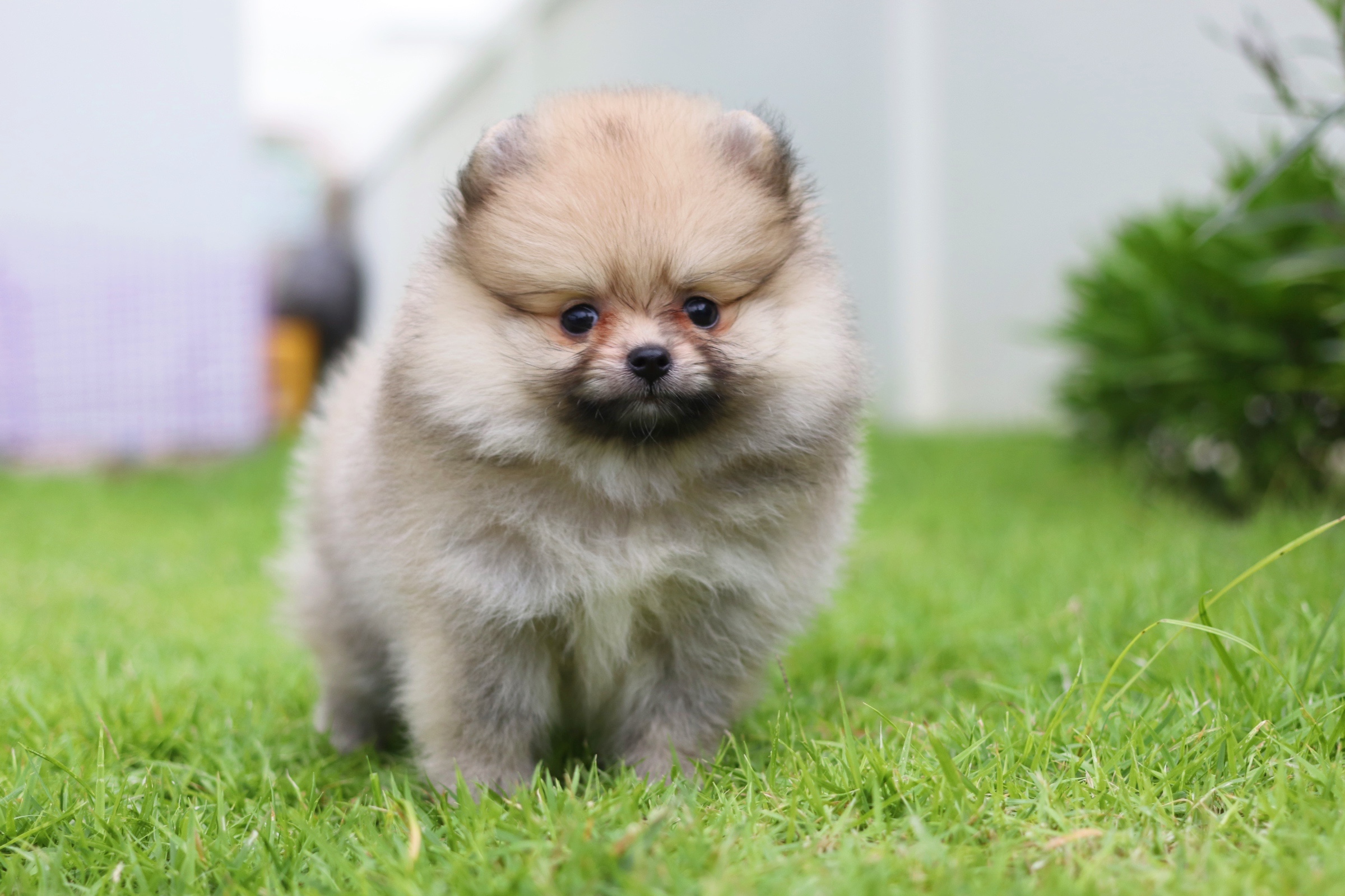 ปอมเมอเรเนียน เพศเมียสีส้ม