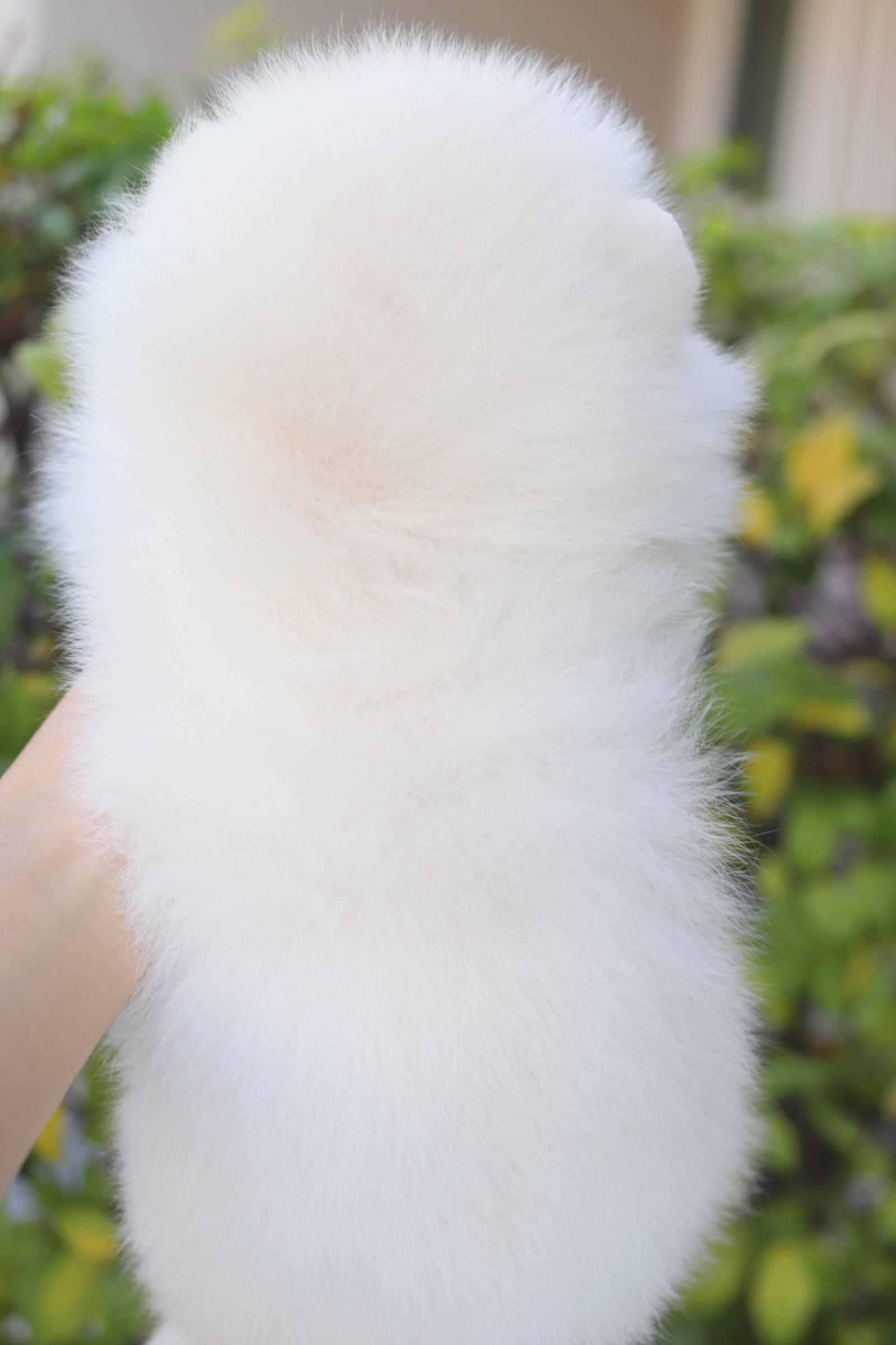 ปอมเมอเรเนียน เพศเมียสีขาวครีม