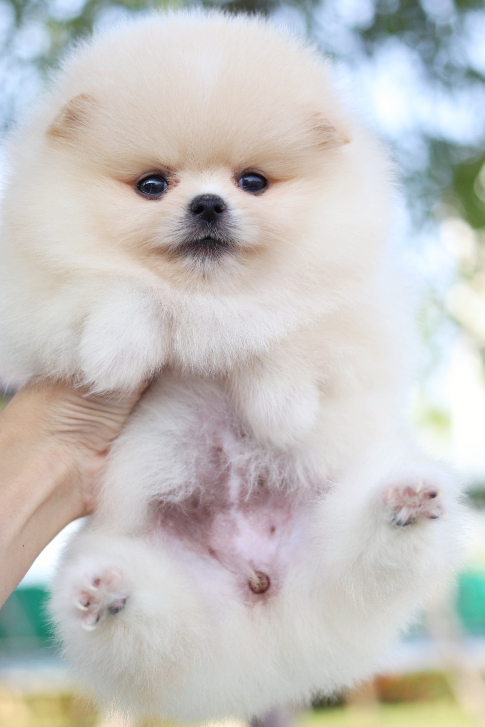 ปอมเมอเรเนียน เพศเมีย สีครีม