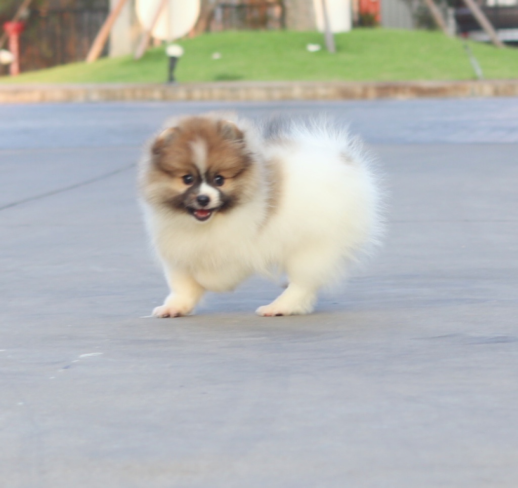 ปอมเมอเรเนียน เพศผู้สีแฟนซี