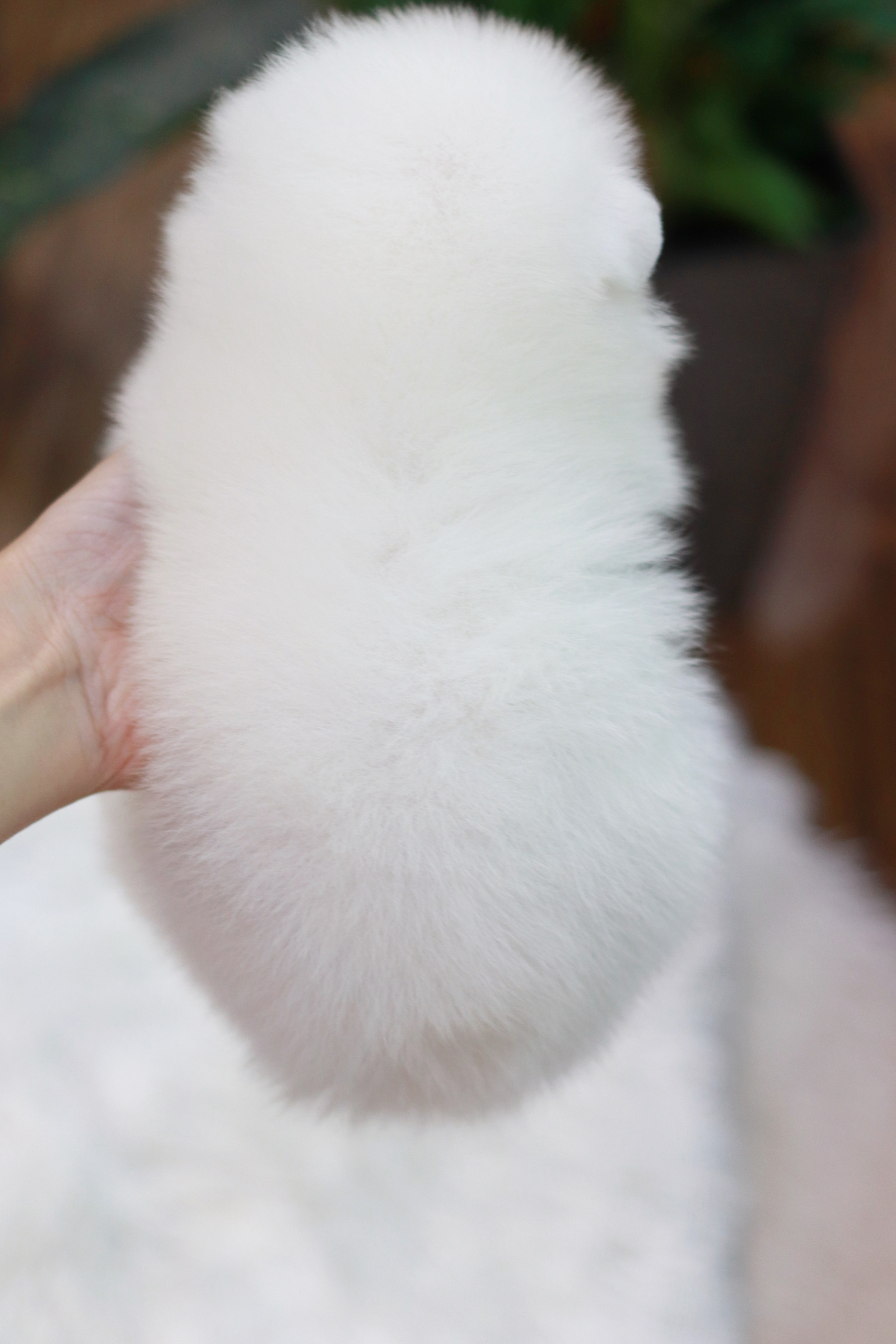 ปอมเมอเรเนียน เพศผู้