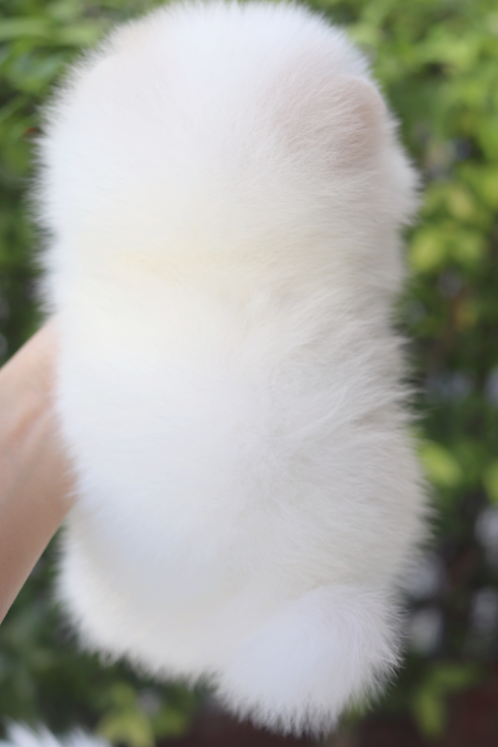 ปอมเมอเรเนียน เพศเมียสีขาวครีมเกรดโชว์