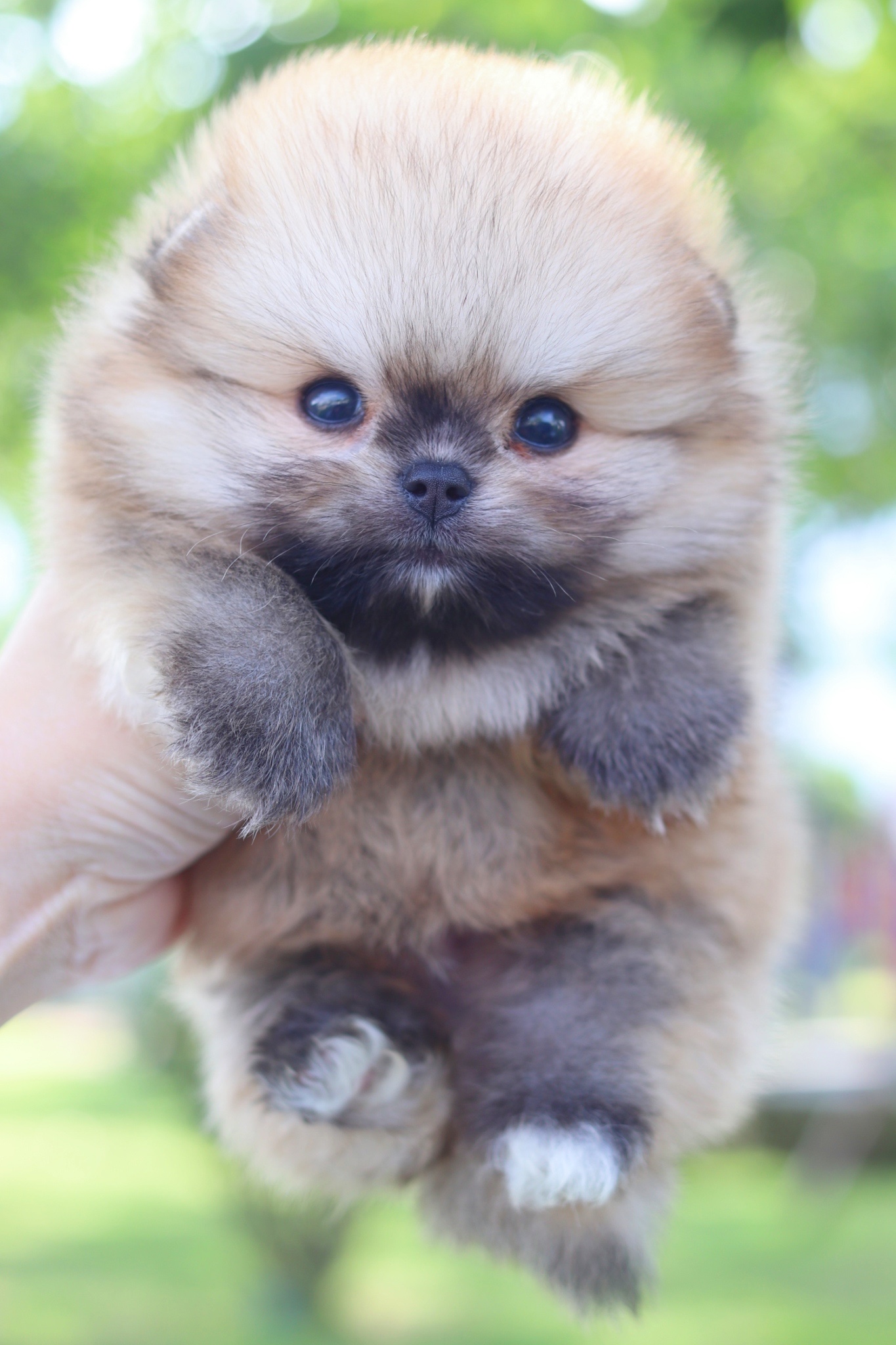 ปอมเมอเรเนียน เพศผู้สีส้มเกรดโชว์