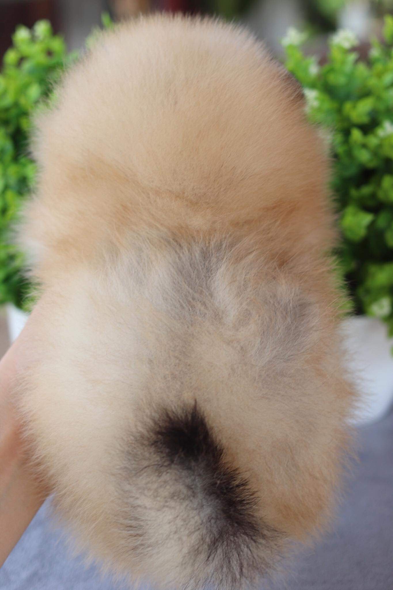 ปอมเมอเรเนียน เพศเมีย