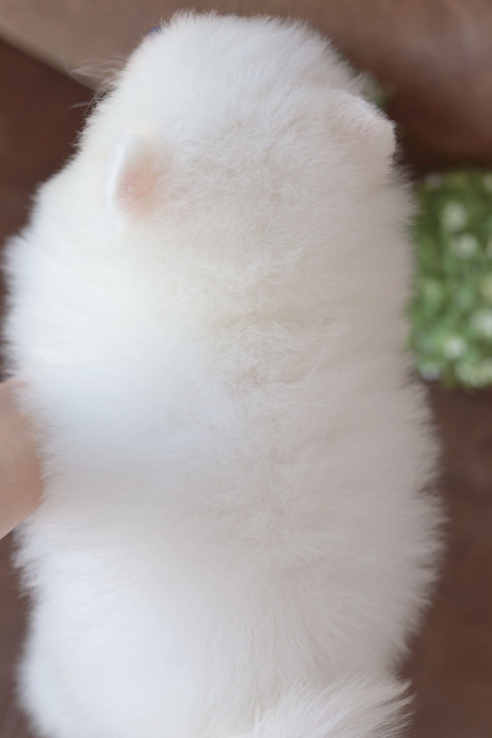 ปอมเมอเรเนียน เพศผู้ สีขาว