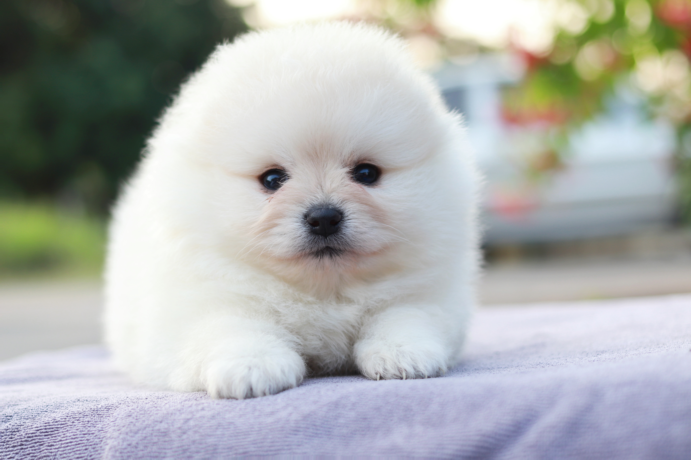 ปอมเมอเรเนียน เพศเมีย สีขาวขนแน่น