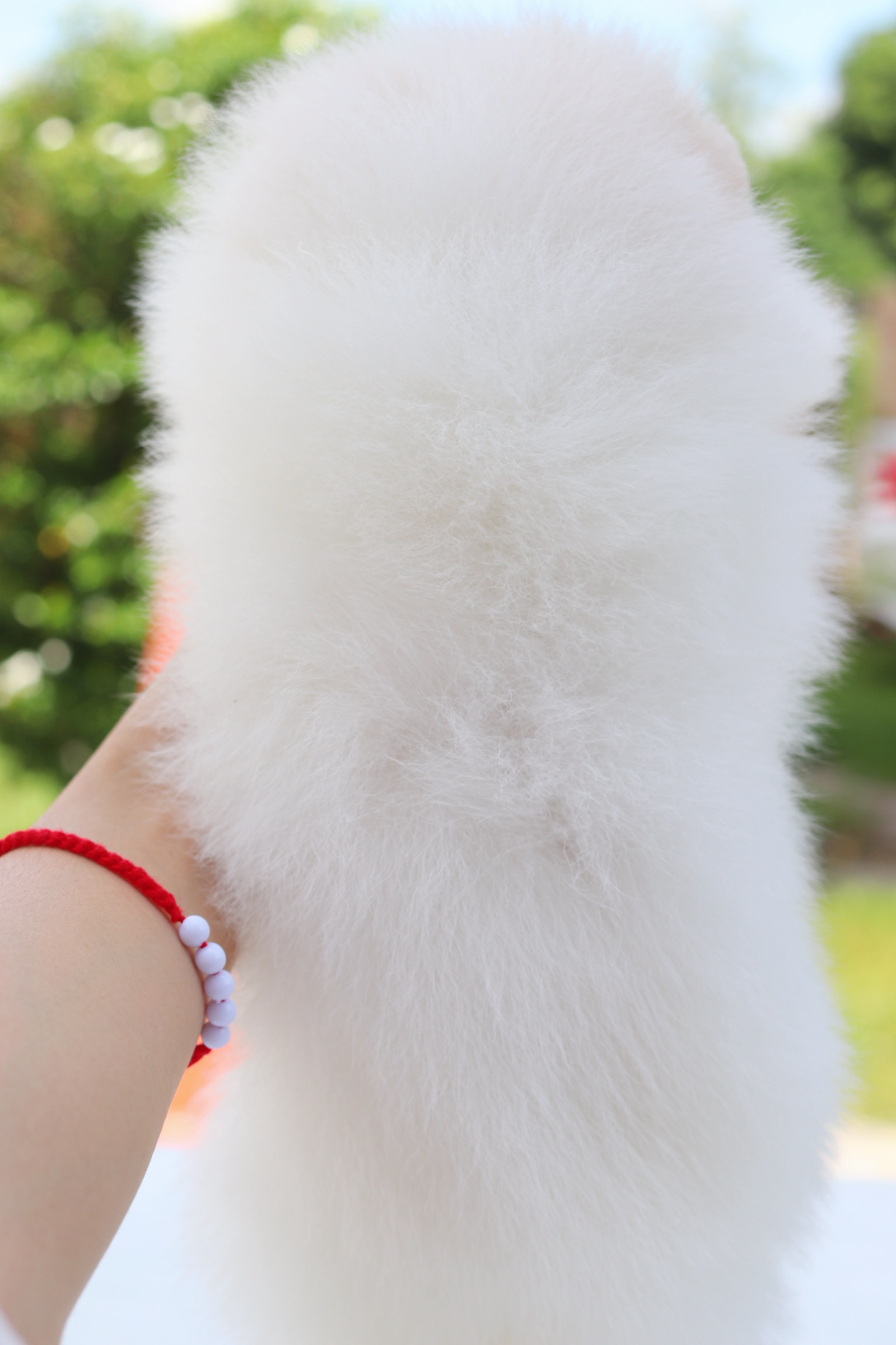 ปอมเมอเรเนียน เพศผู้สีขาวครีม