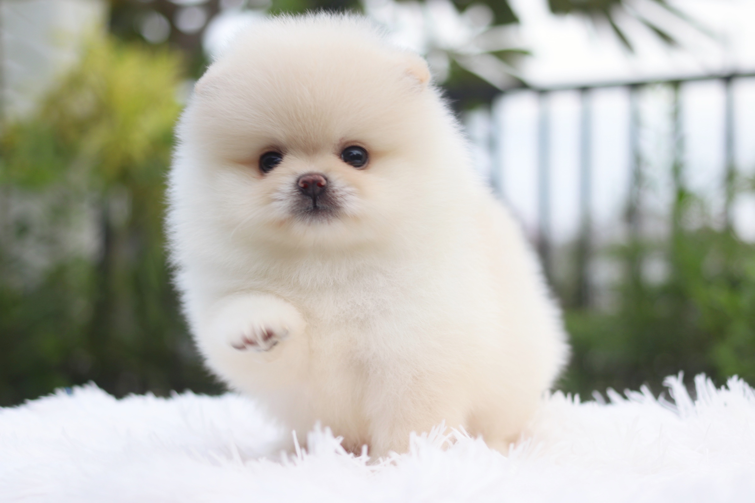 ปอมเมอเรเนียน เพศผู้ เกรดโชว์ขาวครีม พร้อมใบเพ็ดดีกรีเต็มใบ