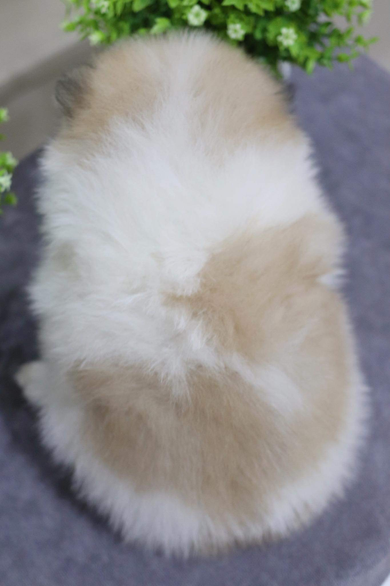 ปอมเมอเรเนียน เพศผู้