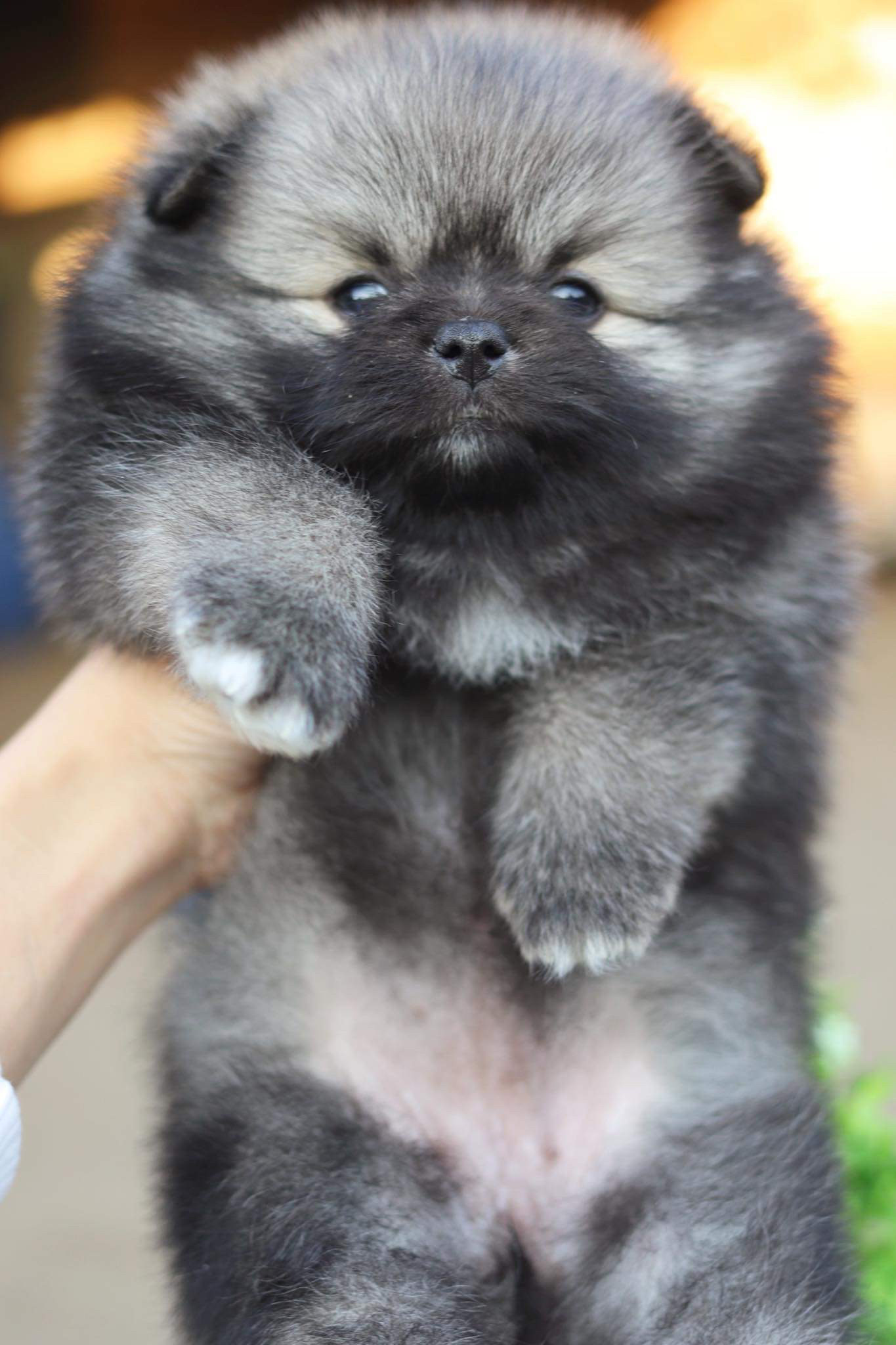 ปอมเมอเรเนียน เพศเมีย