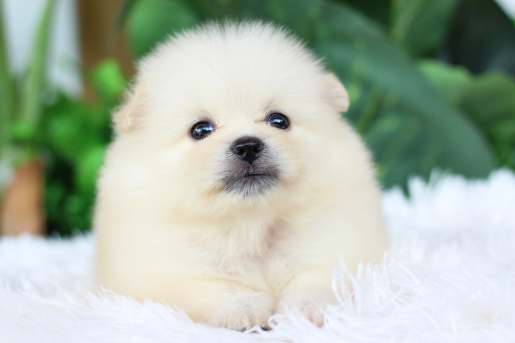 ปอมเมอเรเนียน เพศผู้ สีขาวครีม