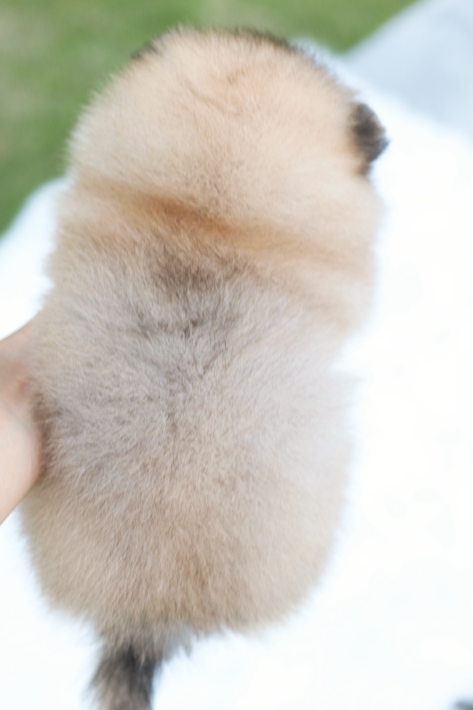 ปอมเมอเรเนียน เพศเมียสีส้ม