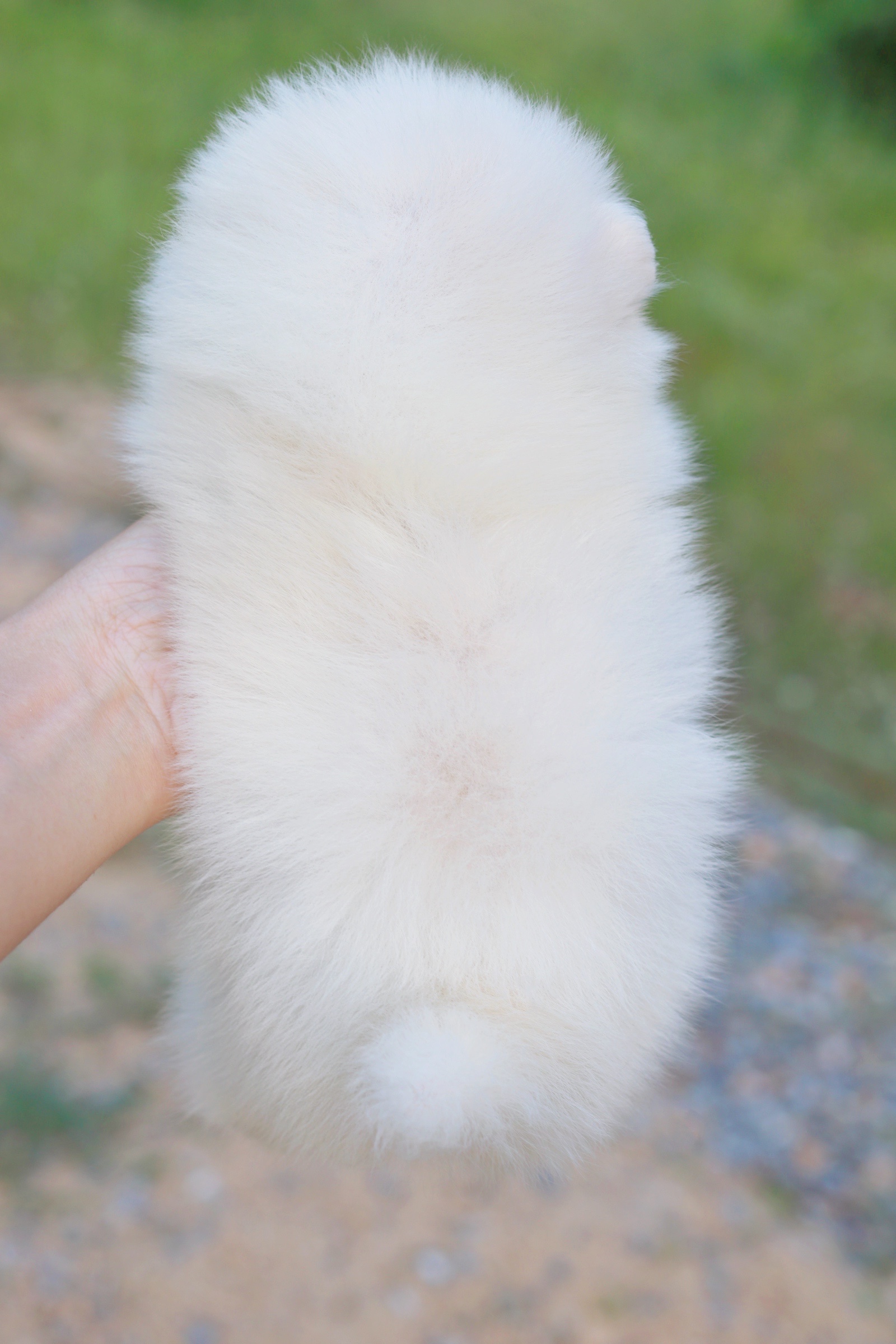 ปอมเมอเรเนียน เพศผู้ขาวครีม หน้าฟ็อก