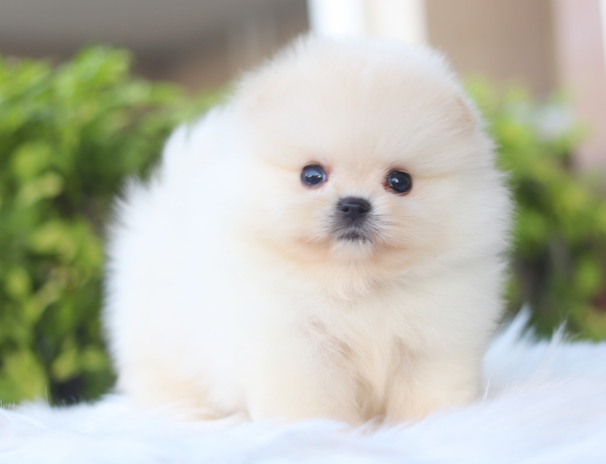 ปอมเมอเรเนียน เพศผู้สีครีม เกรดโชว์