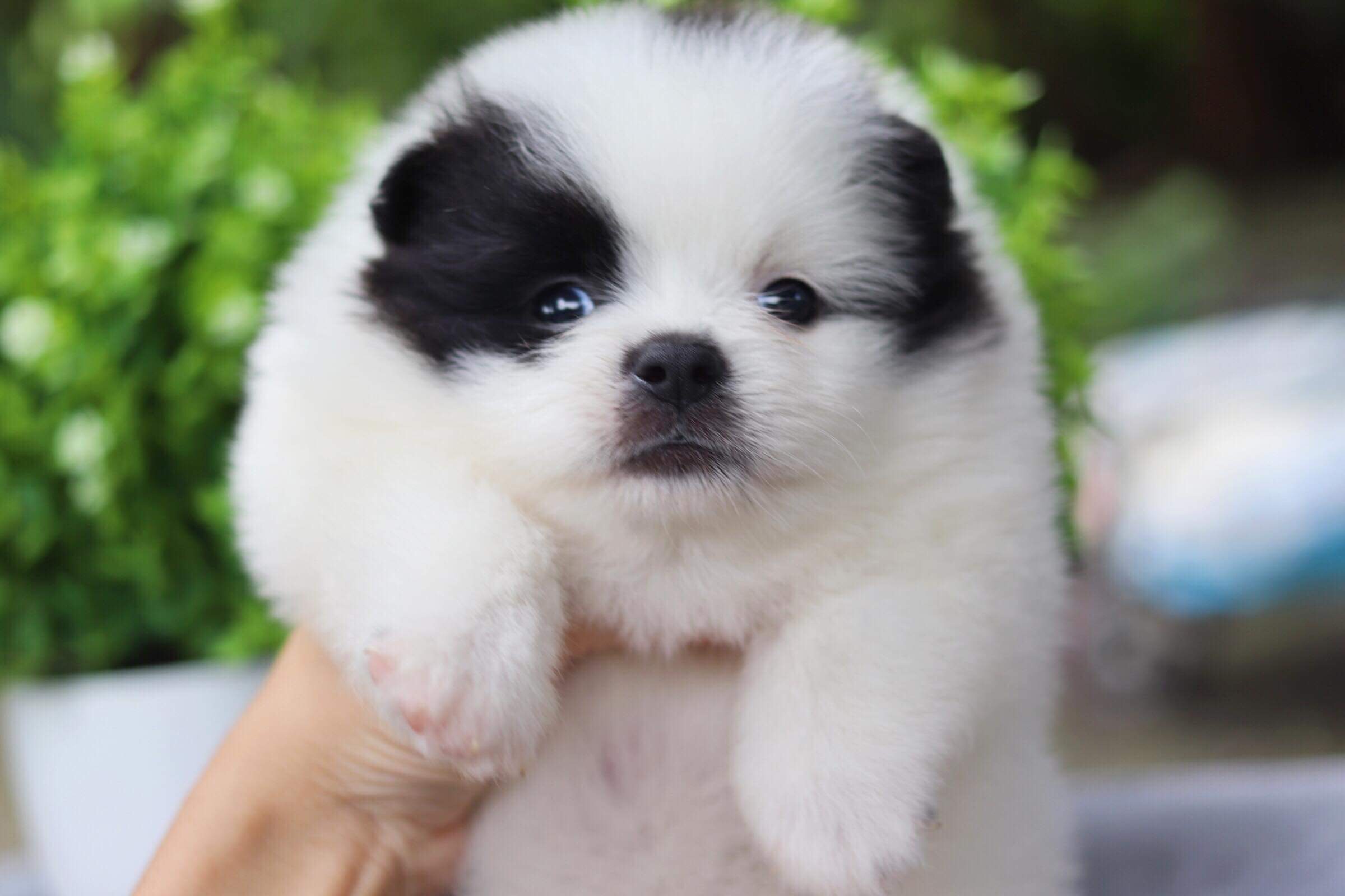 ปอมเมอเรเนียน เพศผู้