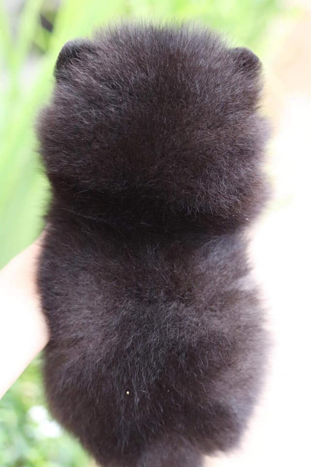 ปอมเมอเรเนียน เพศเมีย