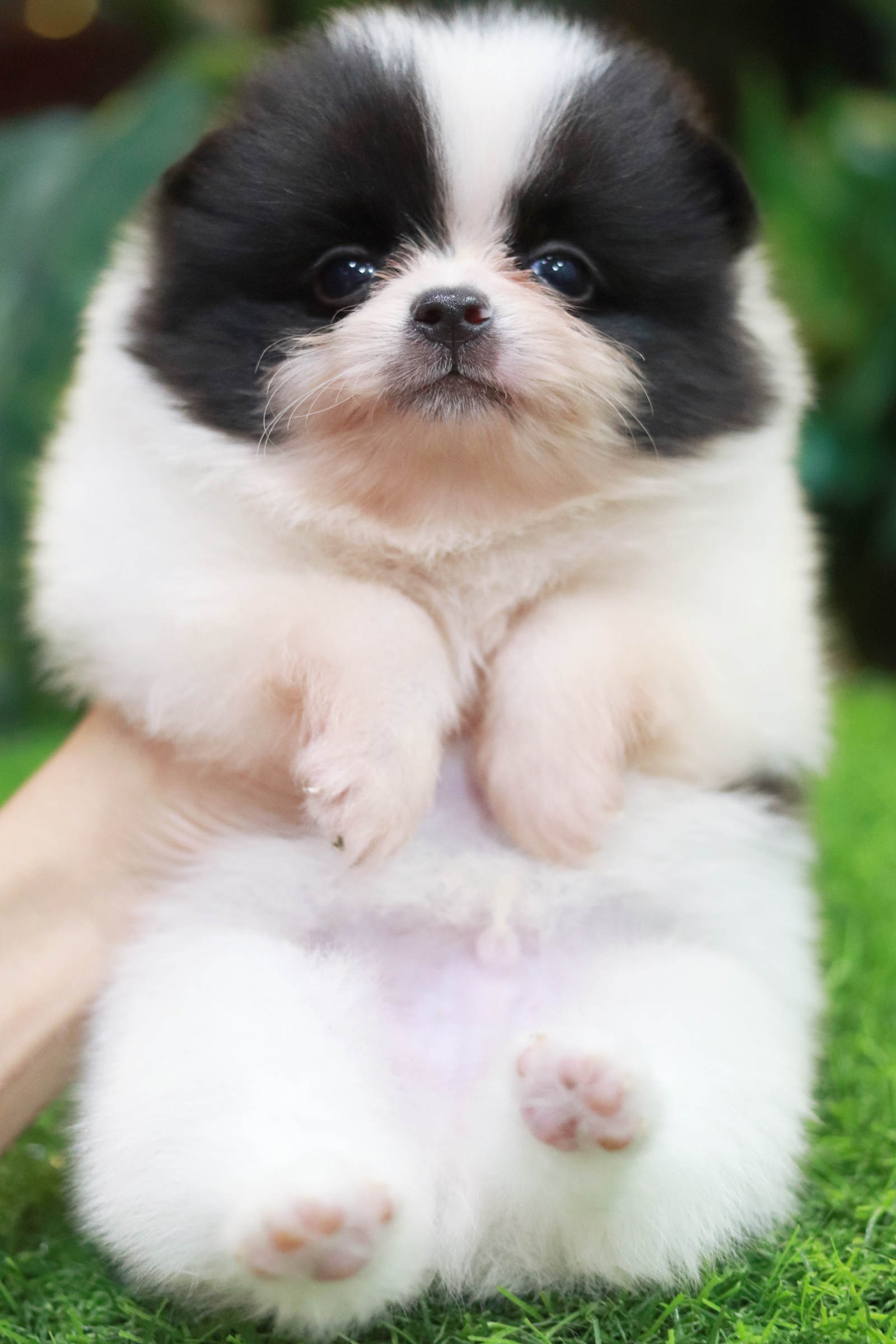 ปอมเมอเรเนียน เพศผู้ สีแฟนซีขาวดำ