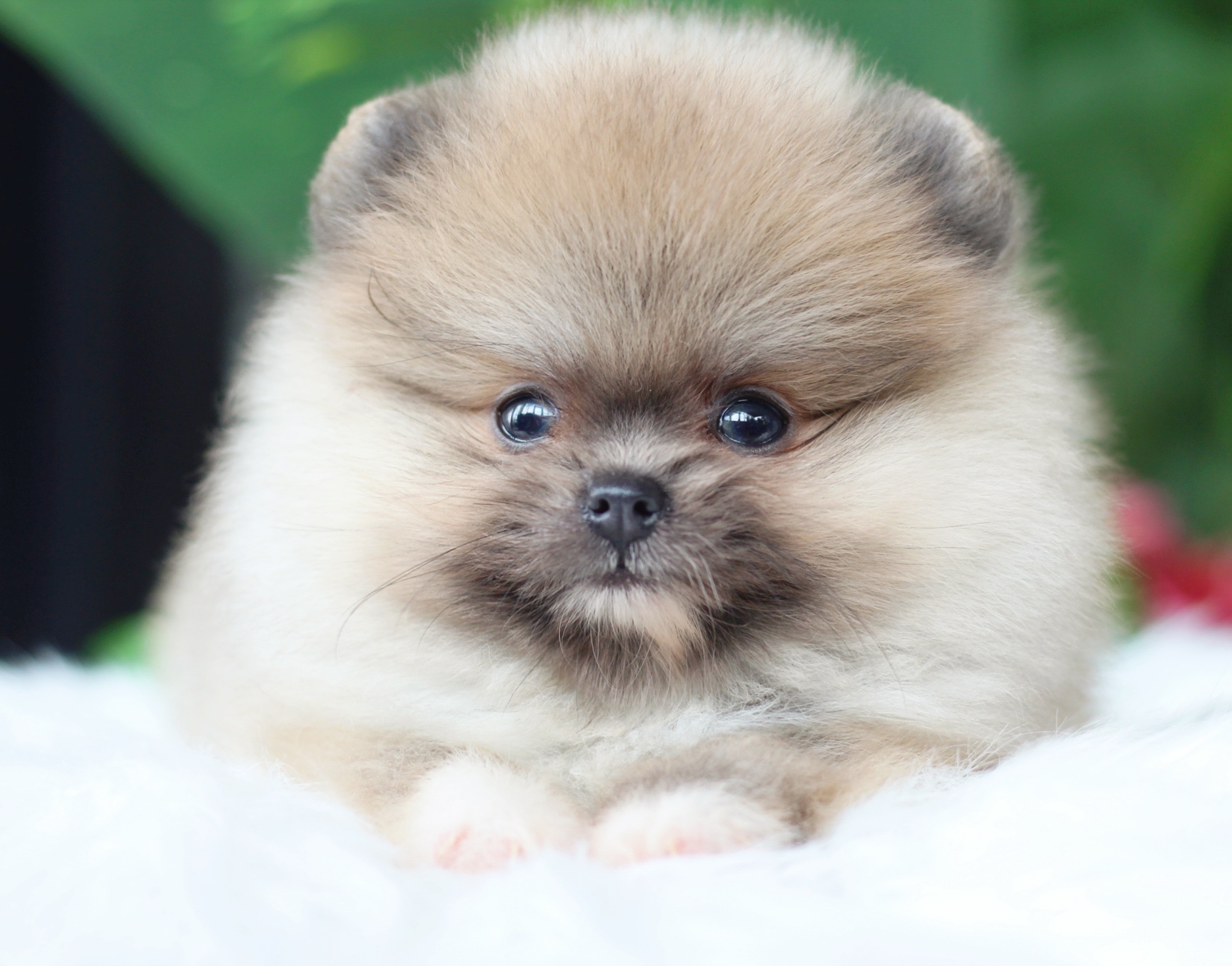 ปอมเมอเรเนียน เพศผู้ สีส้ม