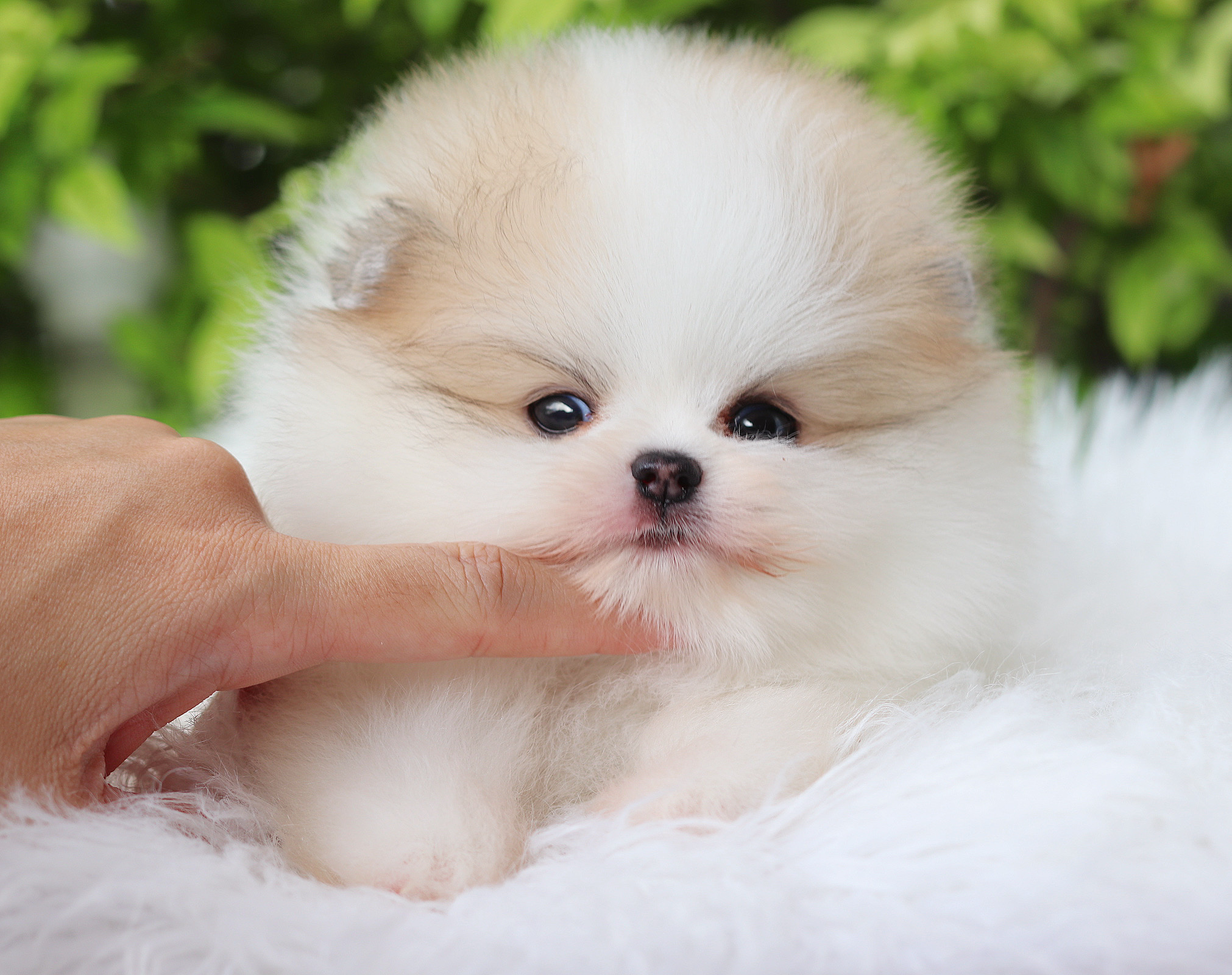 ปอมเมอเรเนียน เพศผู้ สีแฟนซีลูกครึ่งเกาหลี