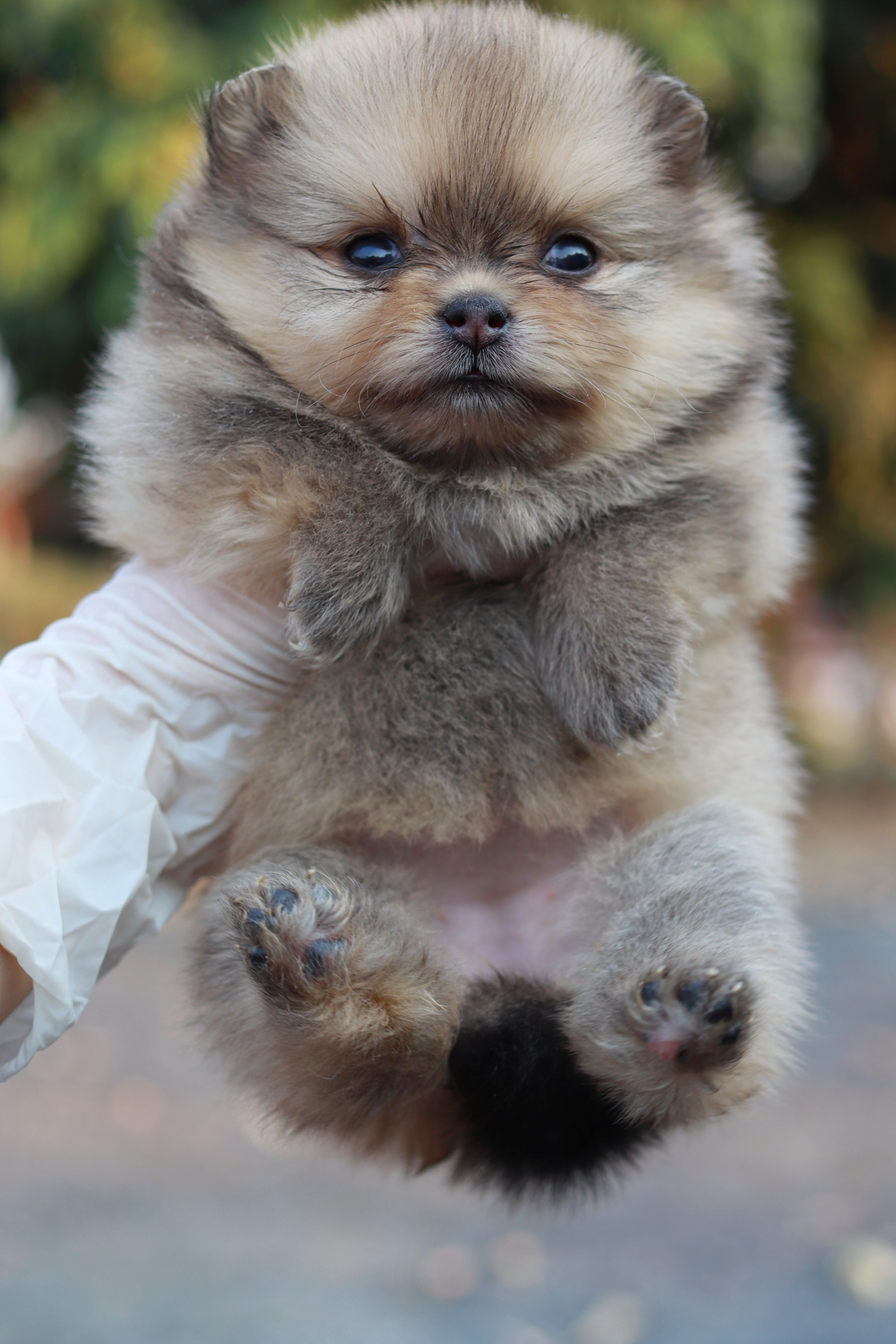 ปอมเมอเรเนียน เพศเมีย