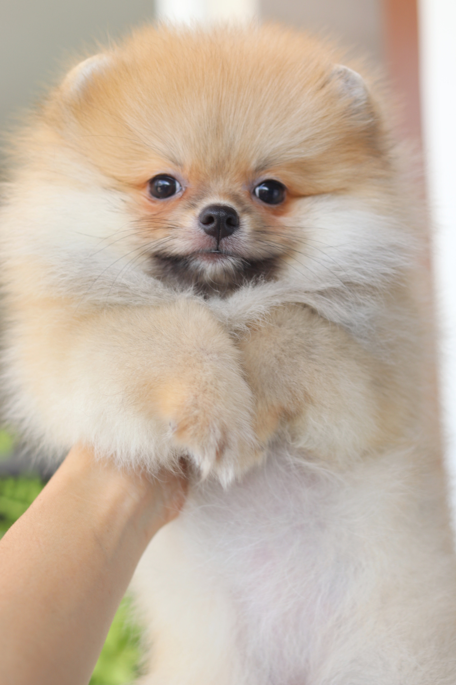 ปอมเมอเรเนียน เพศเมียสีส้ม