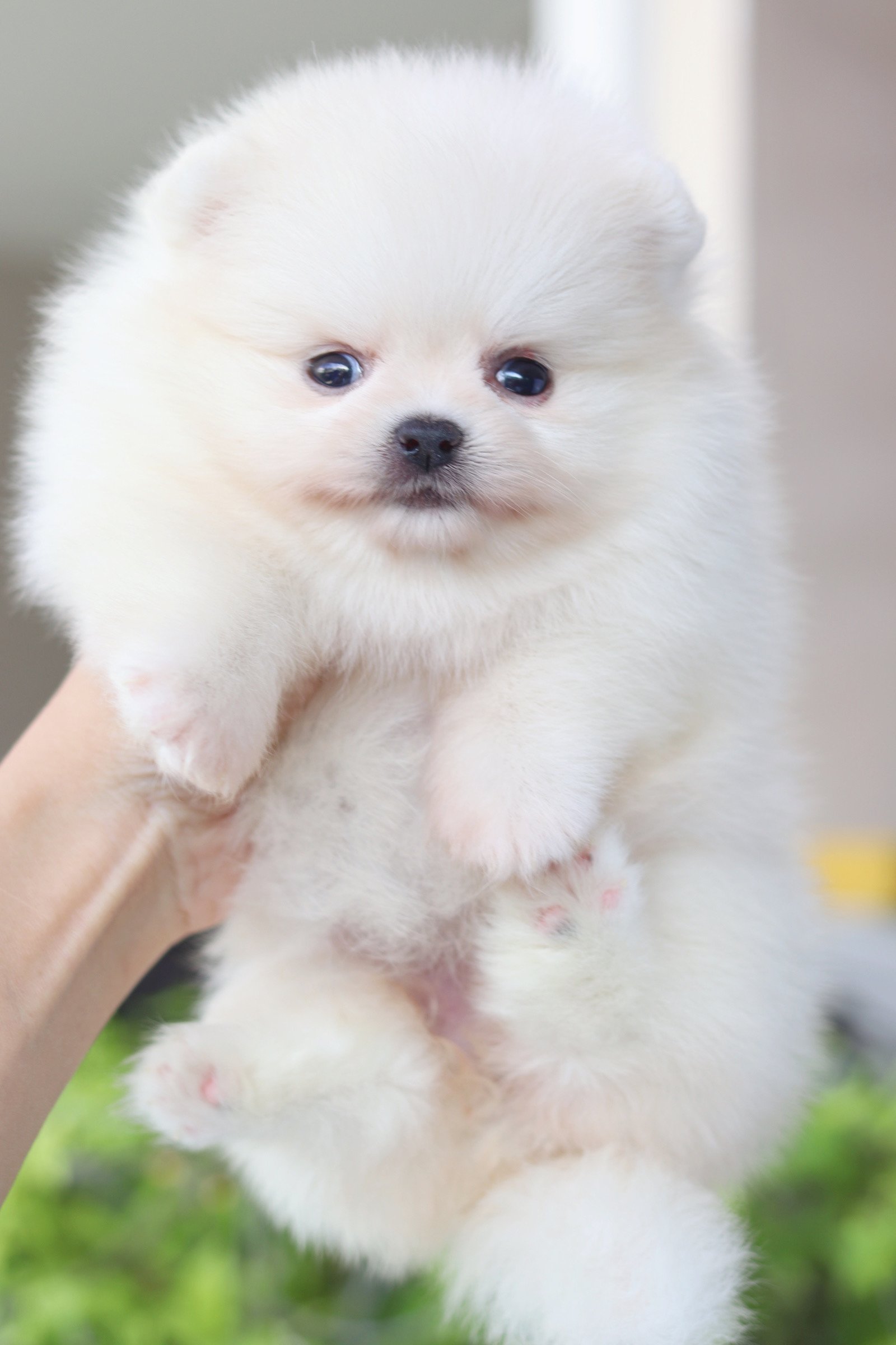 ปอมเมอเรเนียน เพศเมียสีขาวครีม เกรดโชว์